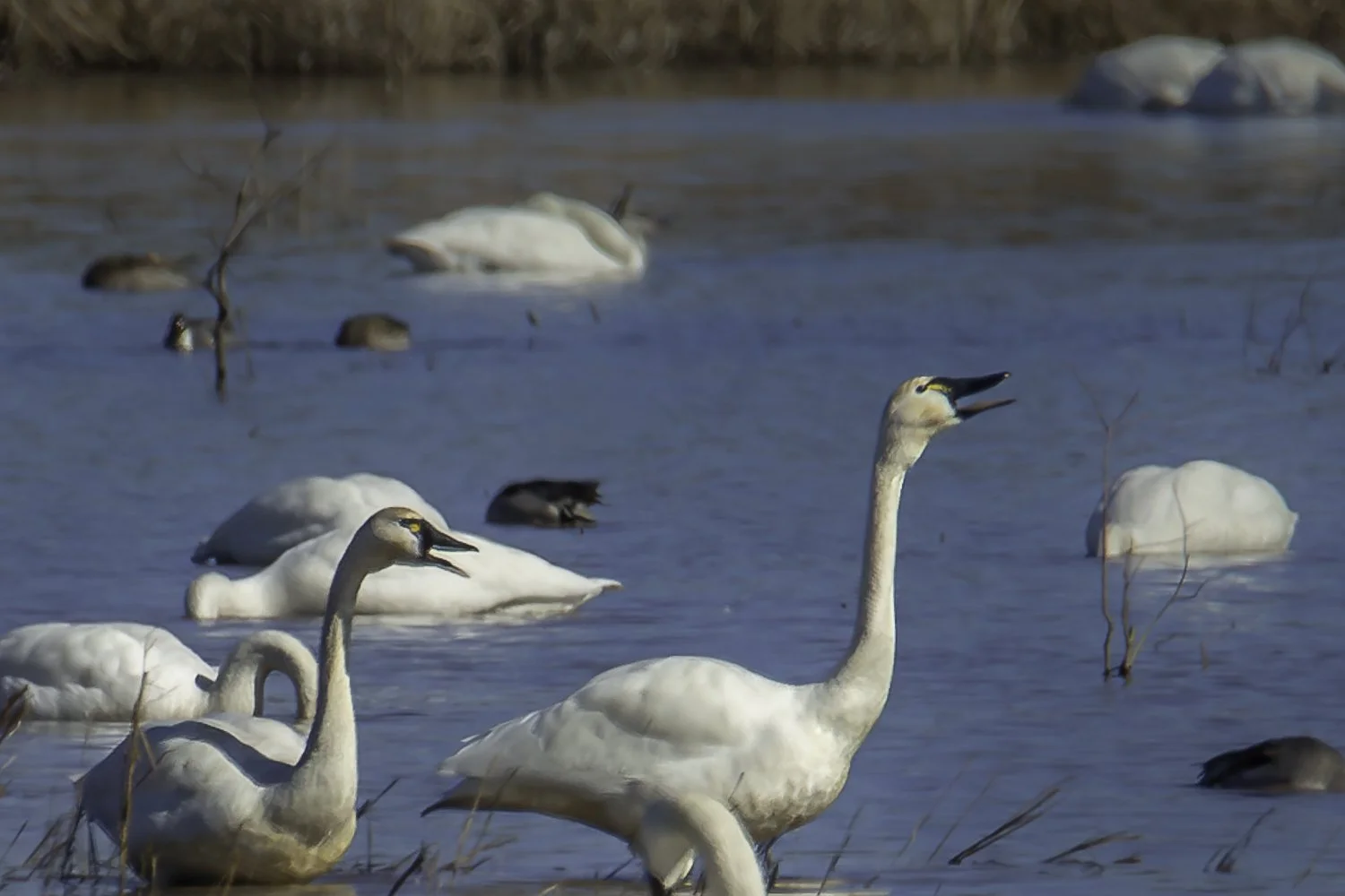 Winter 2024 Blackwater Two Tundra Swan-.jpg