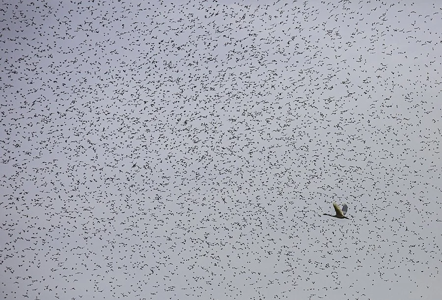 Winter 2024 Blackwater Geese and Starlings-373.jpg