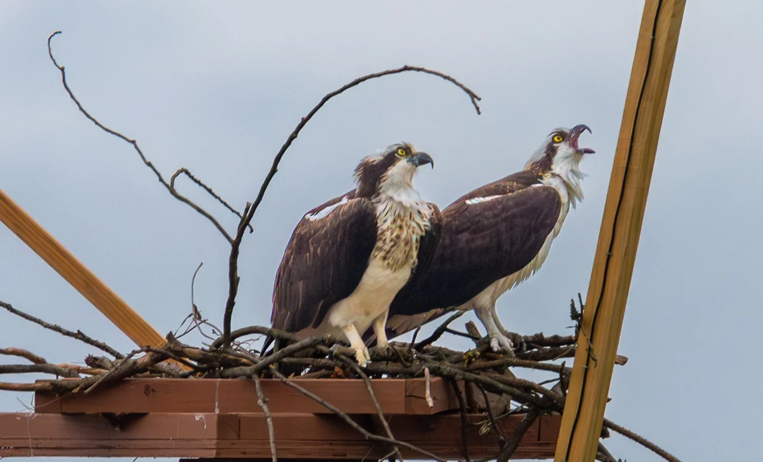 Osprey 2024.jpg