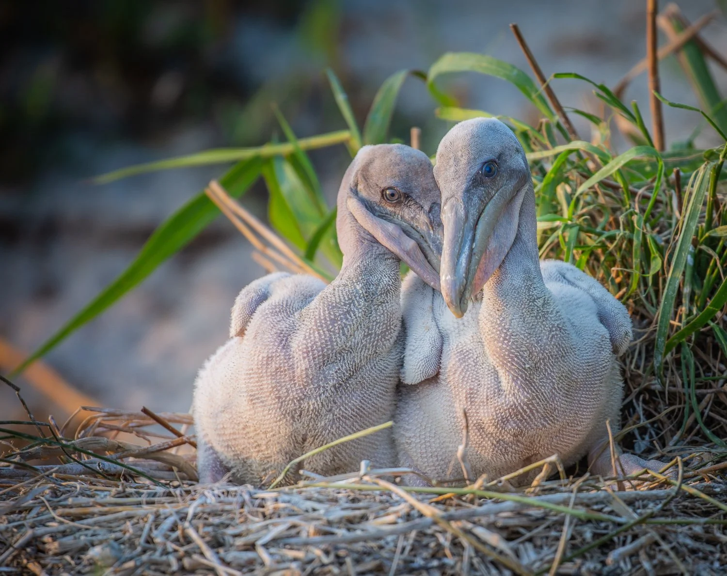 Smith Island_Pelicans 3) copy.jpg