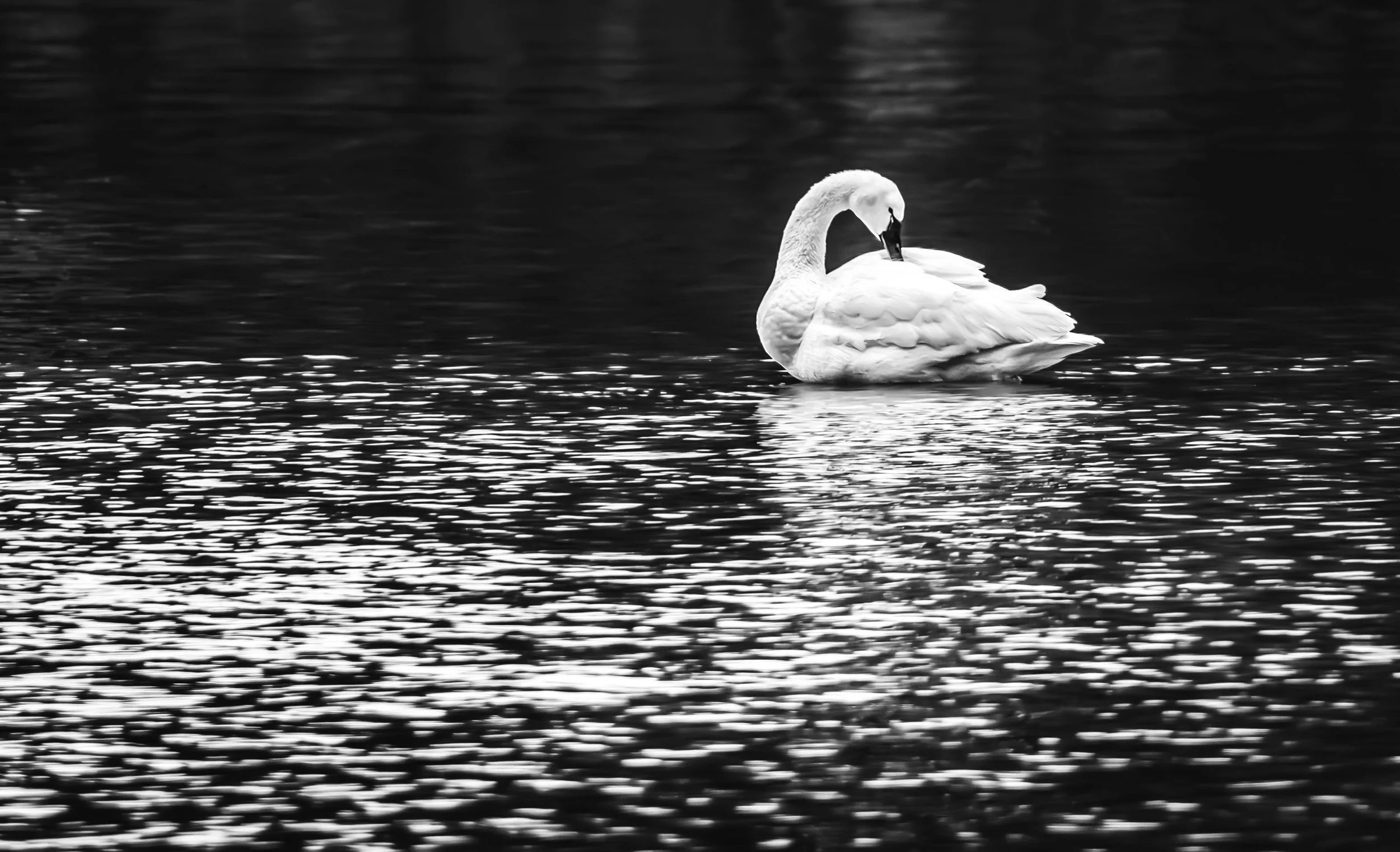 Tundra Swan_Dun Cove_2-8-25 4 black and white.jpg