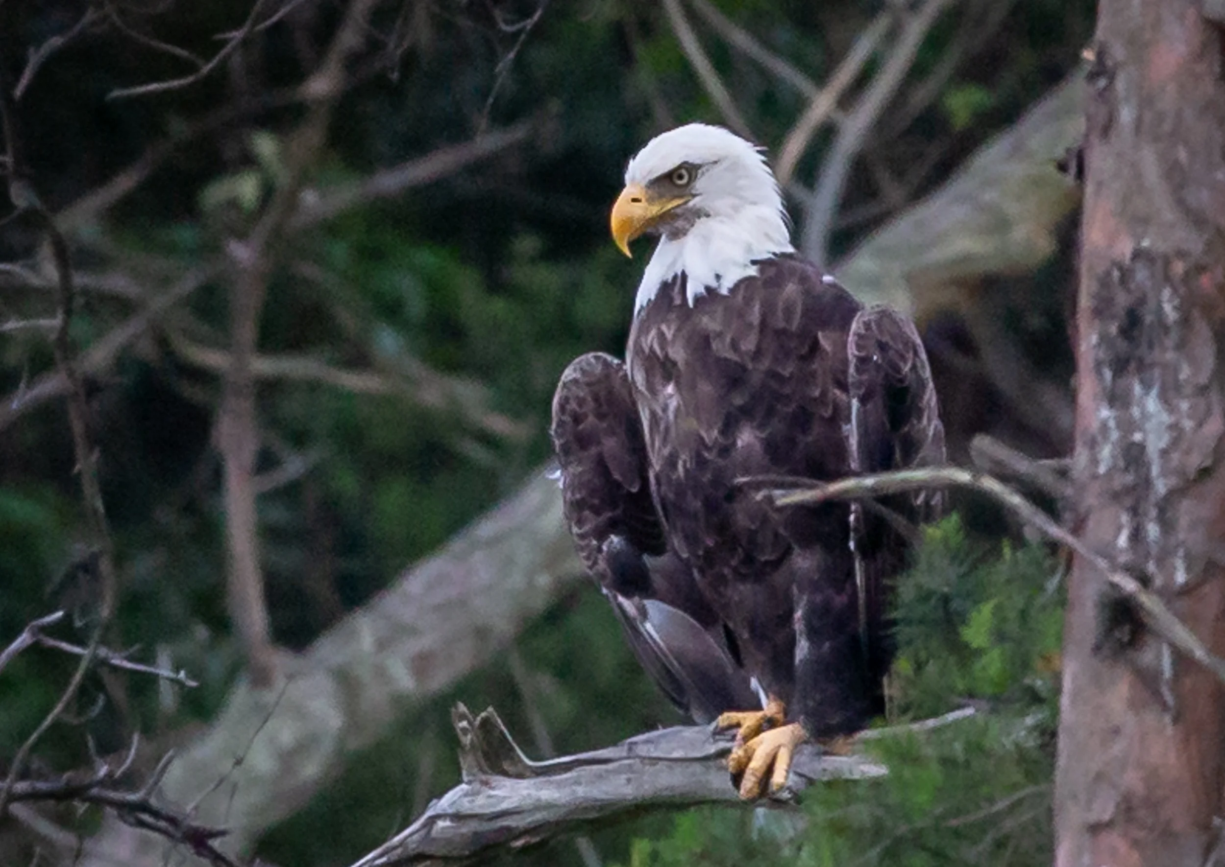 Bald Eagle in Dun Cove.jpg