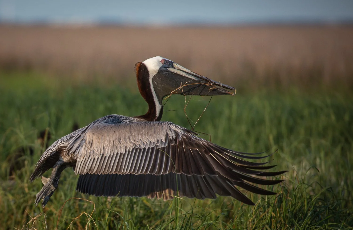 Smith Island_Pelicans 4) copy.jpg
