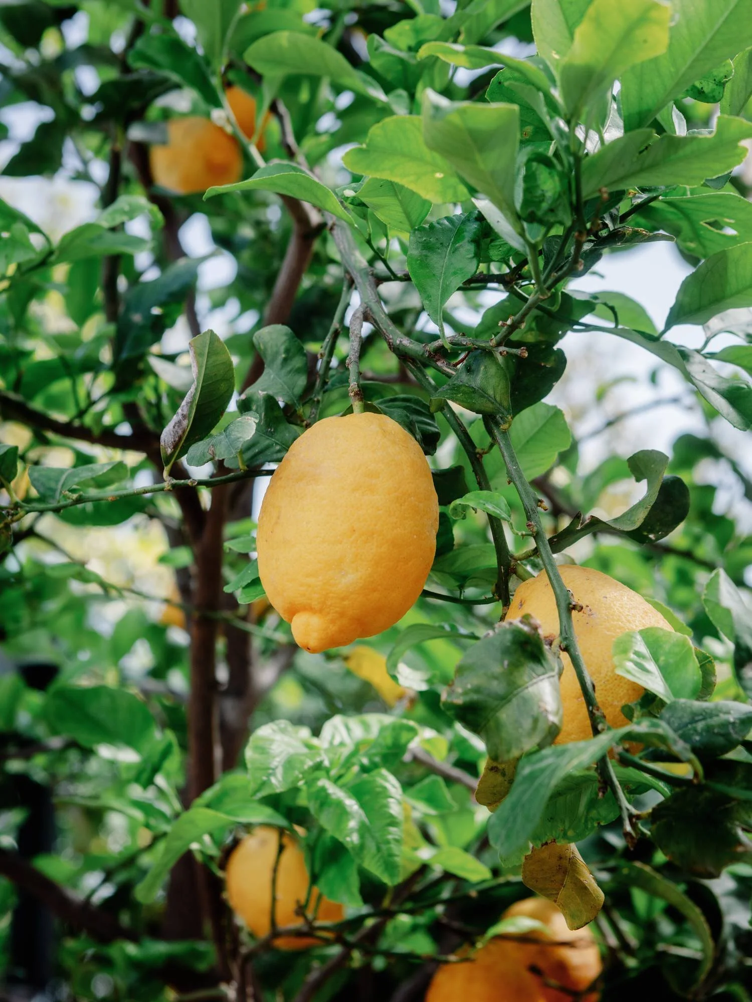 Close-up of ripe lemons hanging on a sunlit tree in the gardens of Caruso, A Belmond Hotel in Ravello, Italy, photographed by Jenny Fu.