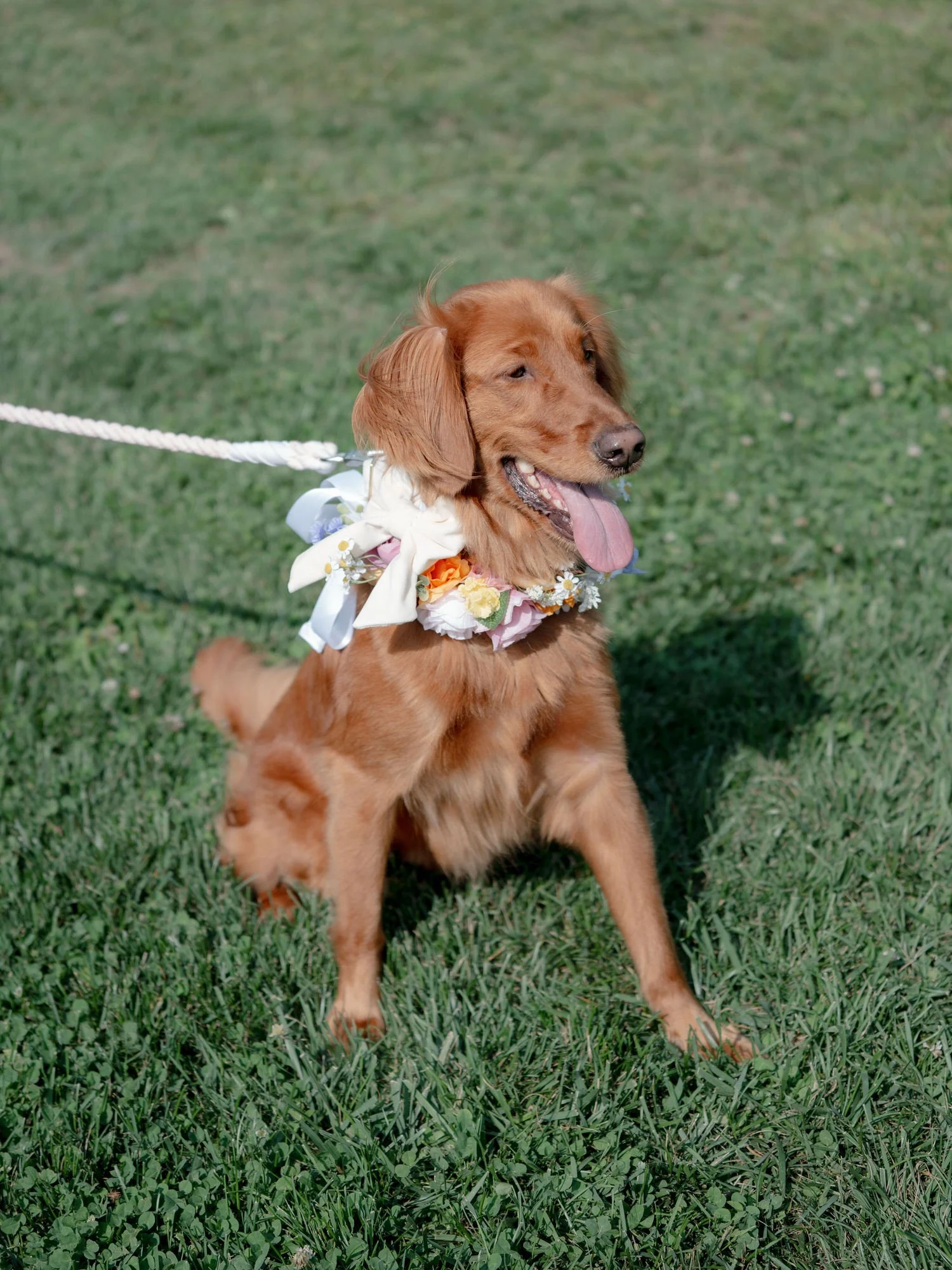 Wedding dog wearing a floral collar sitting on the lawn in the sunshine at Blue Hill at Stone Barns, photographed by Jenny Fu.