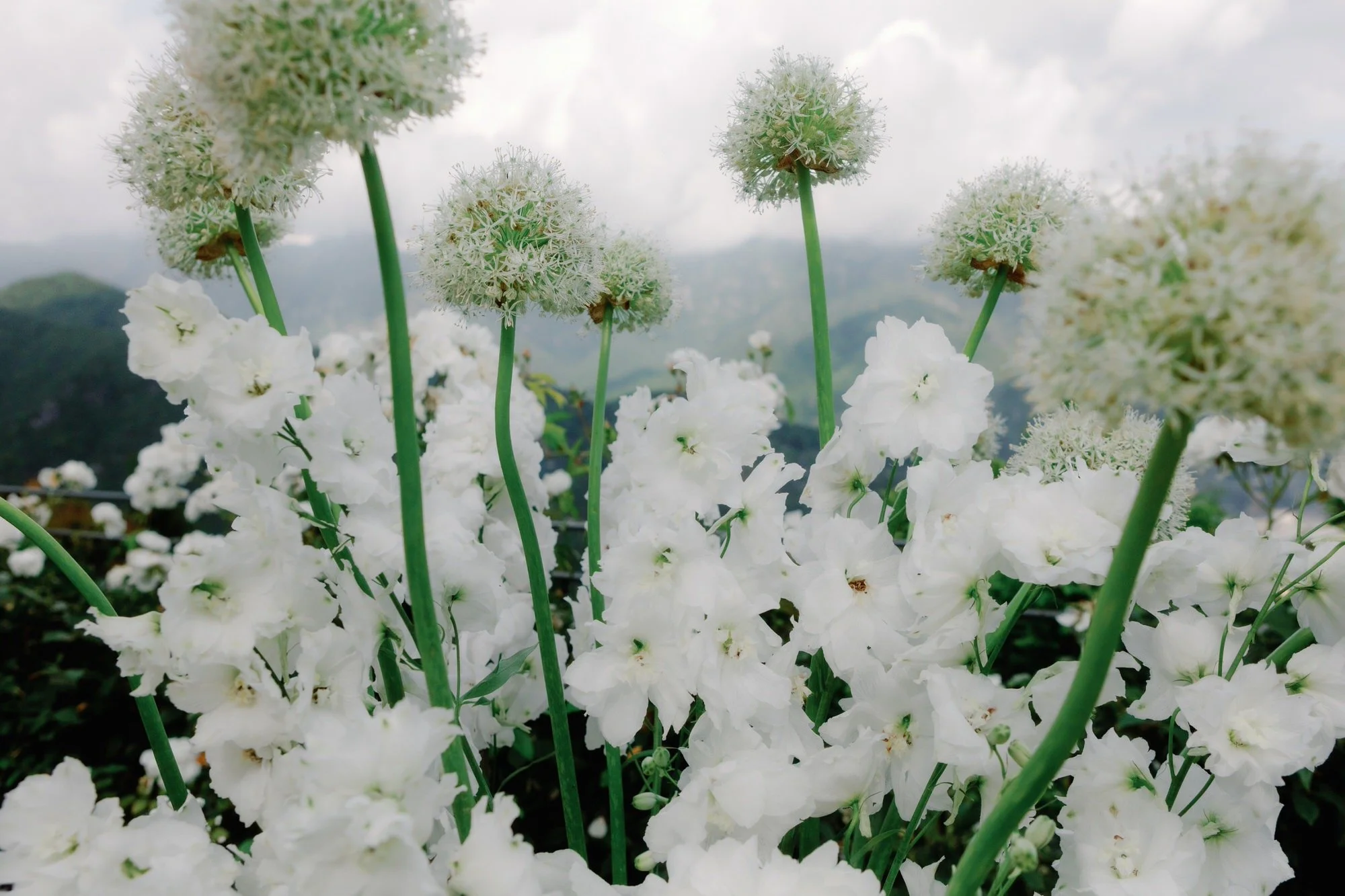 Close-up of white delphiniums and allium blooms overlooking the Amalfi Coast at Caruso, A Belmond Hotel in Ravello, Italy, photographed by Jenny Fu.