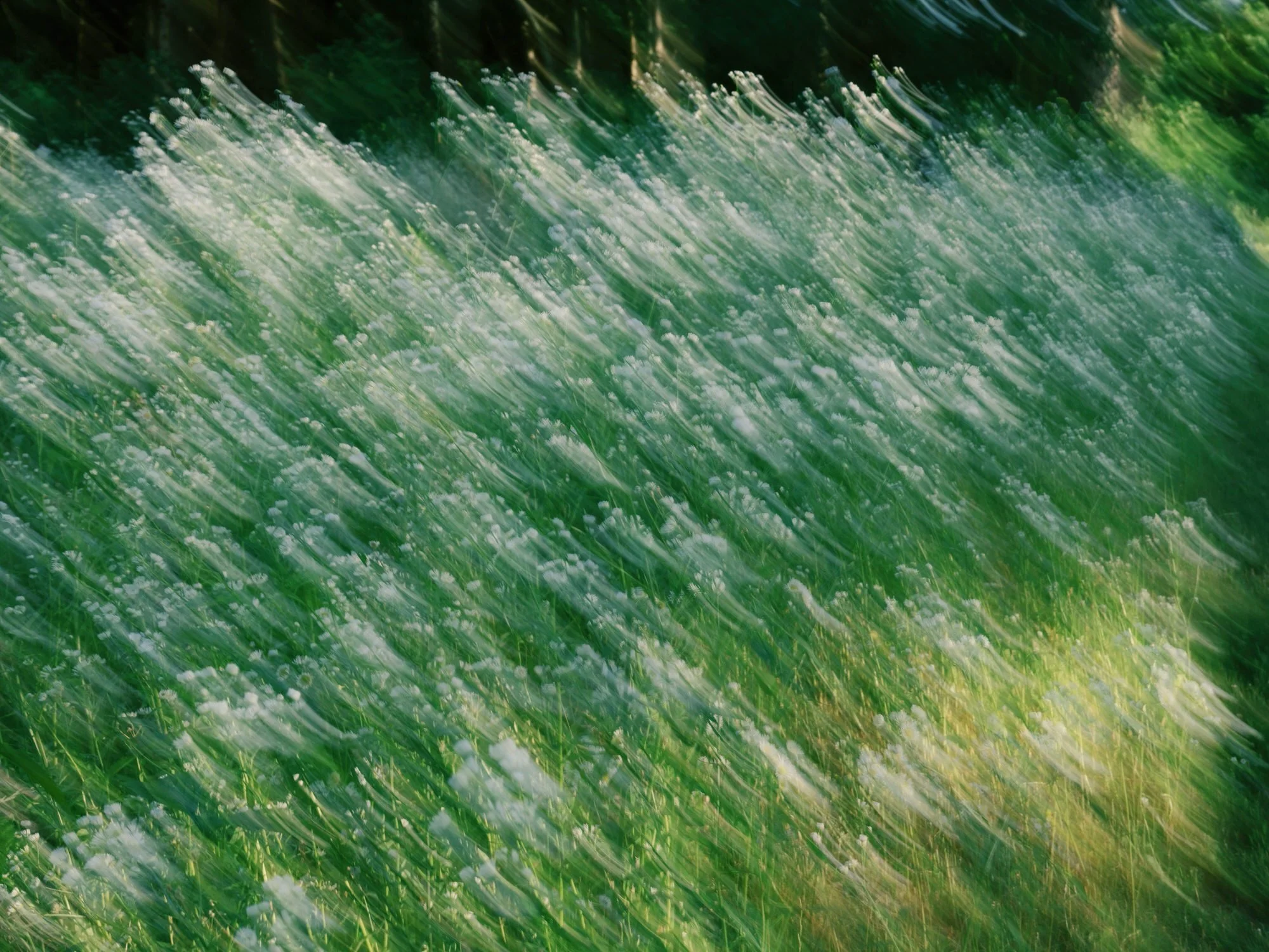 aa-0201-blurred-wildflower-motion-troutbeck-amenia-ny-planned-by-ashley-douglass-jenny-fu.jpg