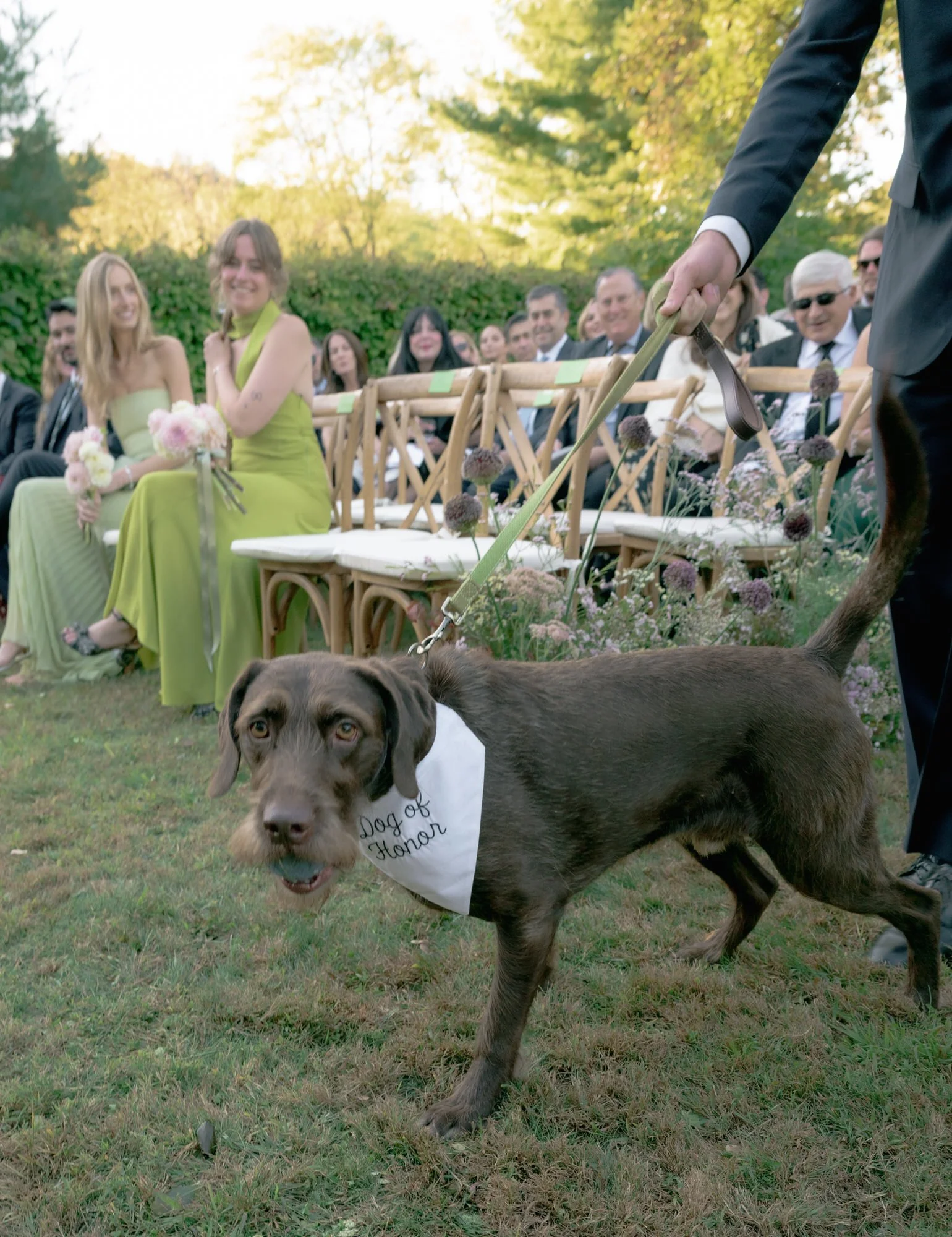 Groomsman walking a dachshund wearing a 'Dog of Honor' bandana down the ceremony aisle at Troutbeck in Amenia, photographed by Jenny Fu.
