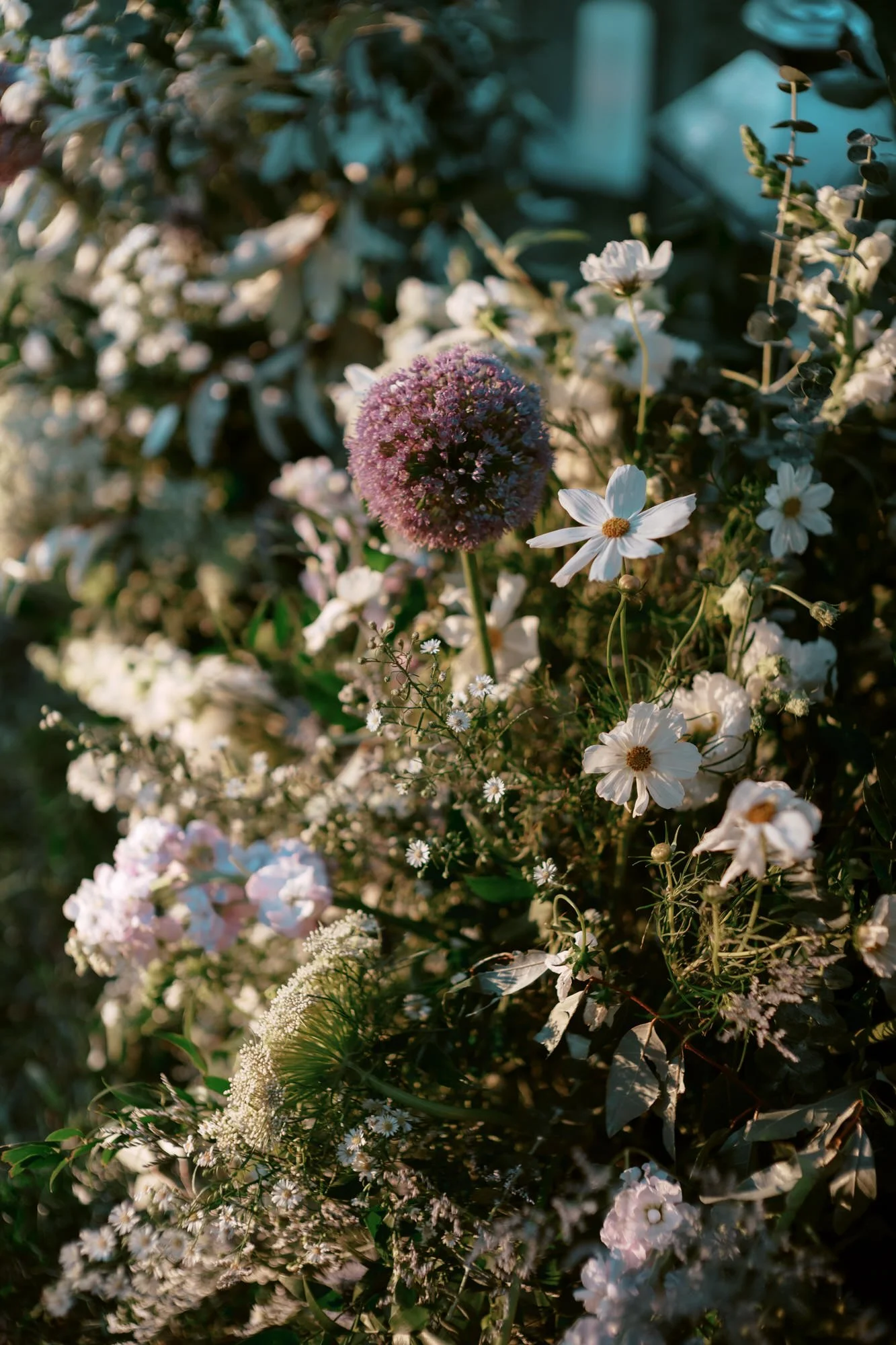Close-up of delicate garden florals bathed in soft golden evening light, photographed by Jenny Fu.