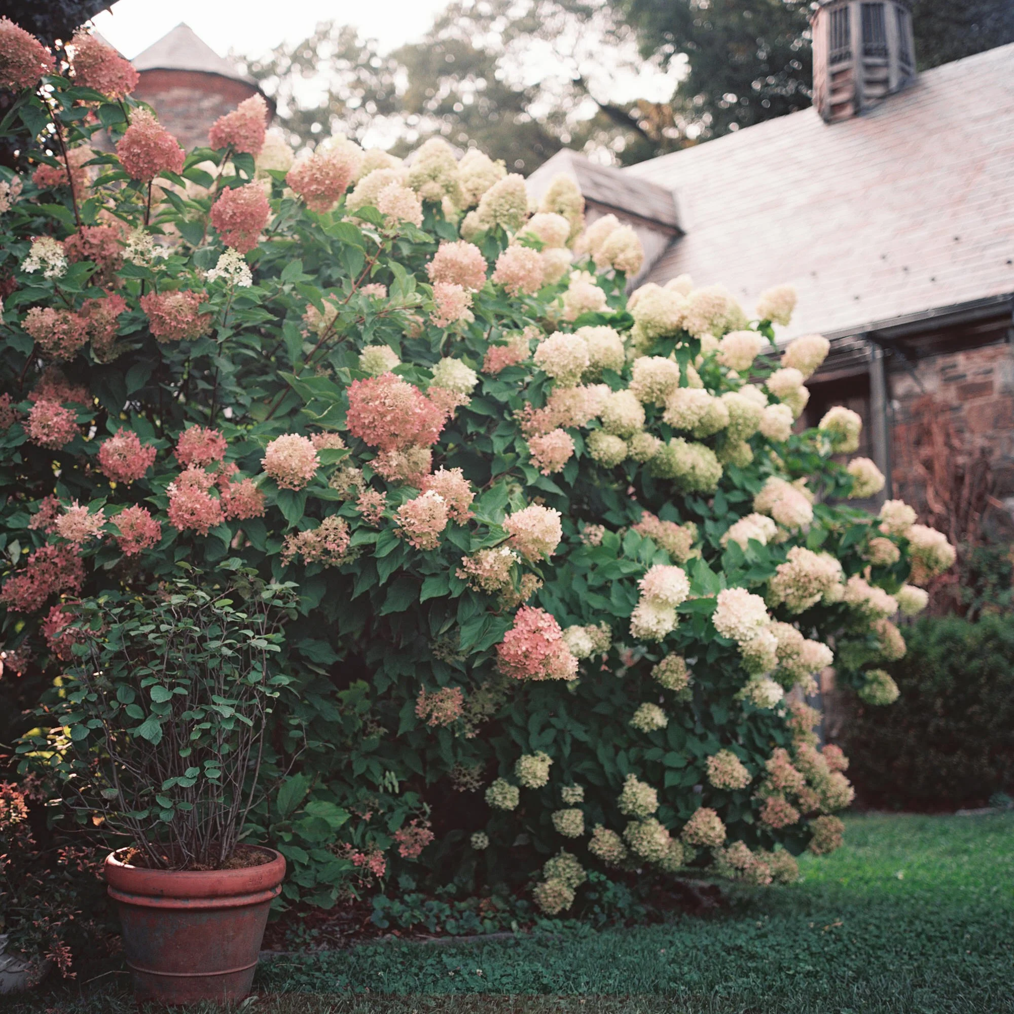 Late summer hydrangeas blooming beside the stone barns, captured on film at Blue Hill at Stone Barns, photographed by Jenny Fu.