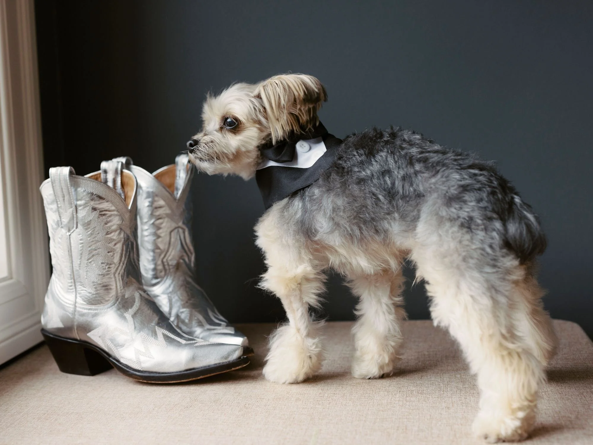 aa-0284-dog-in-bow-tie-with-silver-cowboy-boots-troutbeck-amenia-ny-planned-by-ashley-douglass-jenny-fu.jpg