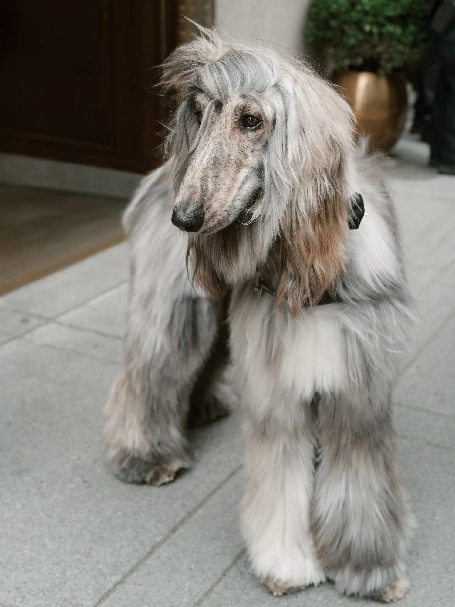 Silver Afghan hound sitting on the sidewalk outside the Waldorf Astoria New York on a wedding day, photographed by Jenny Fu.