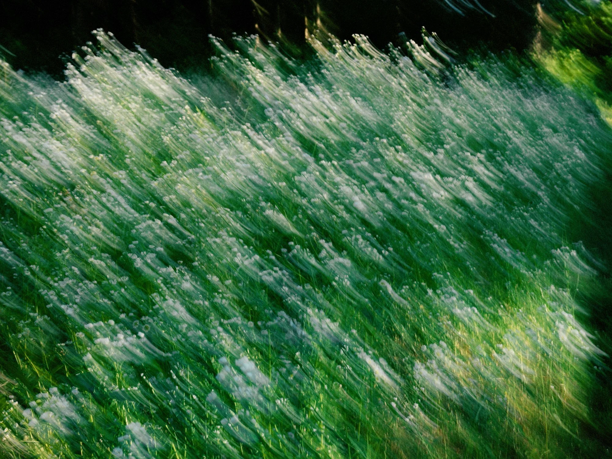 Artistic motion blur photograph of a wildflower field at Troutbeck in Amenia, New York, captured by Jenny Fu.
