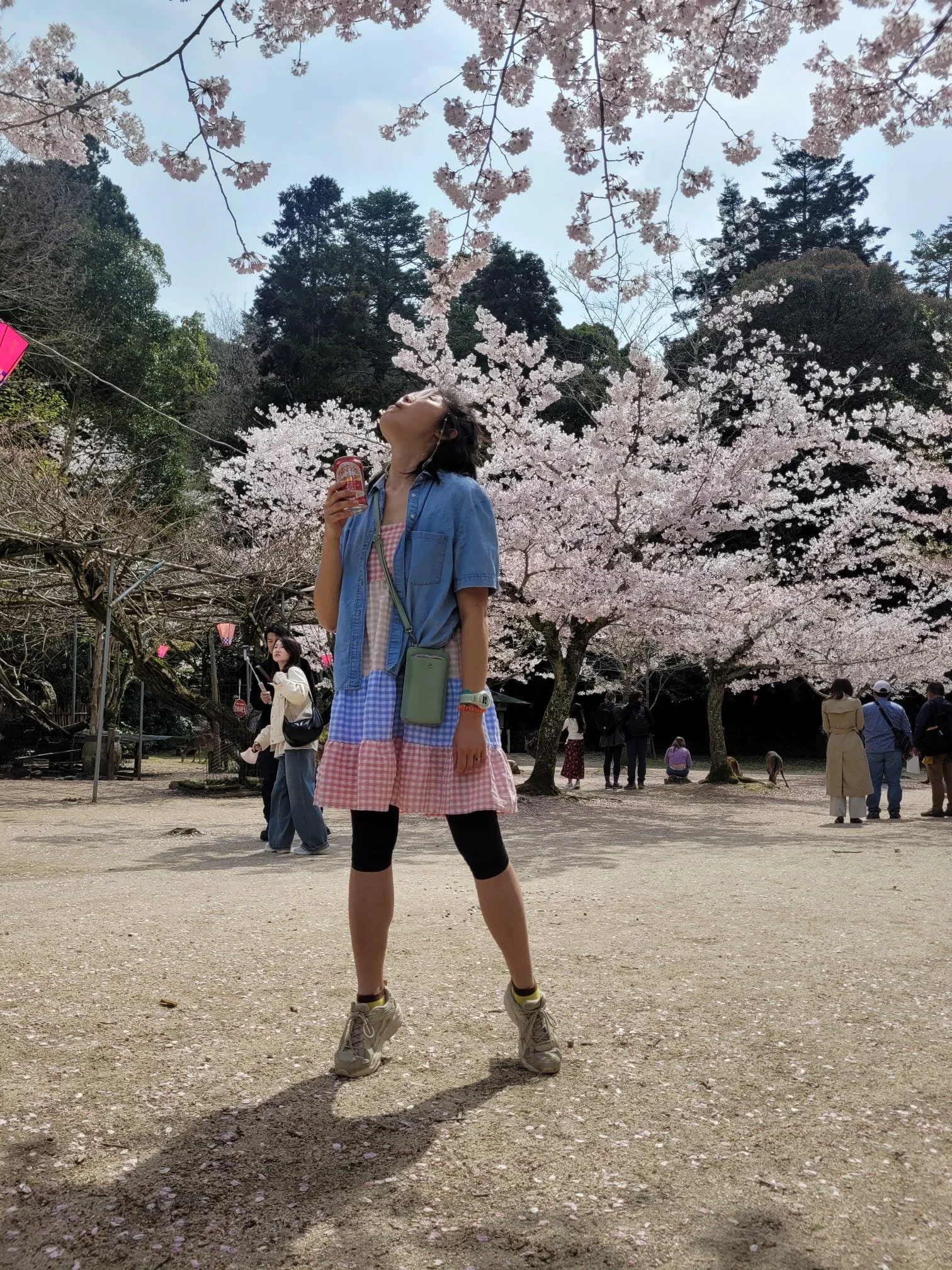 Japanese woman standing on tip toes beneath sakura cherry blossoms