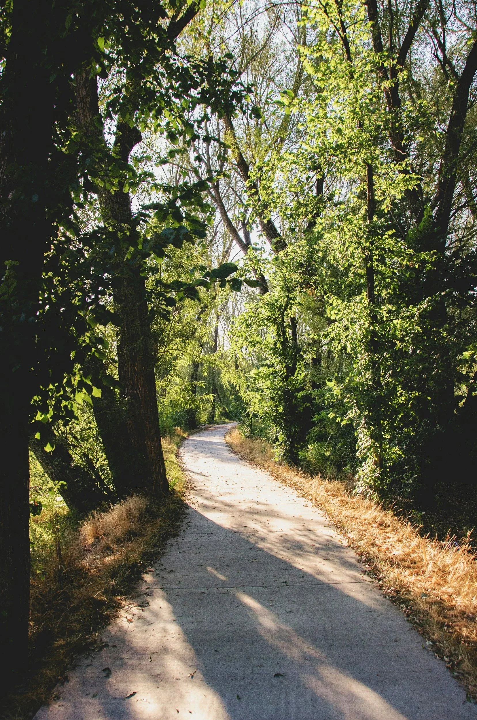 A winding dirt path through a wooded area with green trees on both sides, sunlight filtering through leaves creating shadows on the ground.