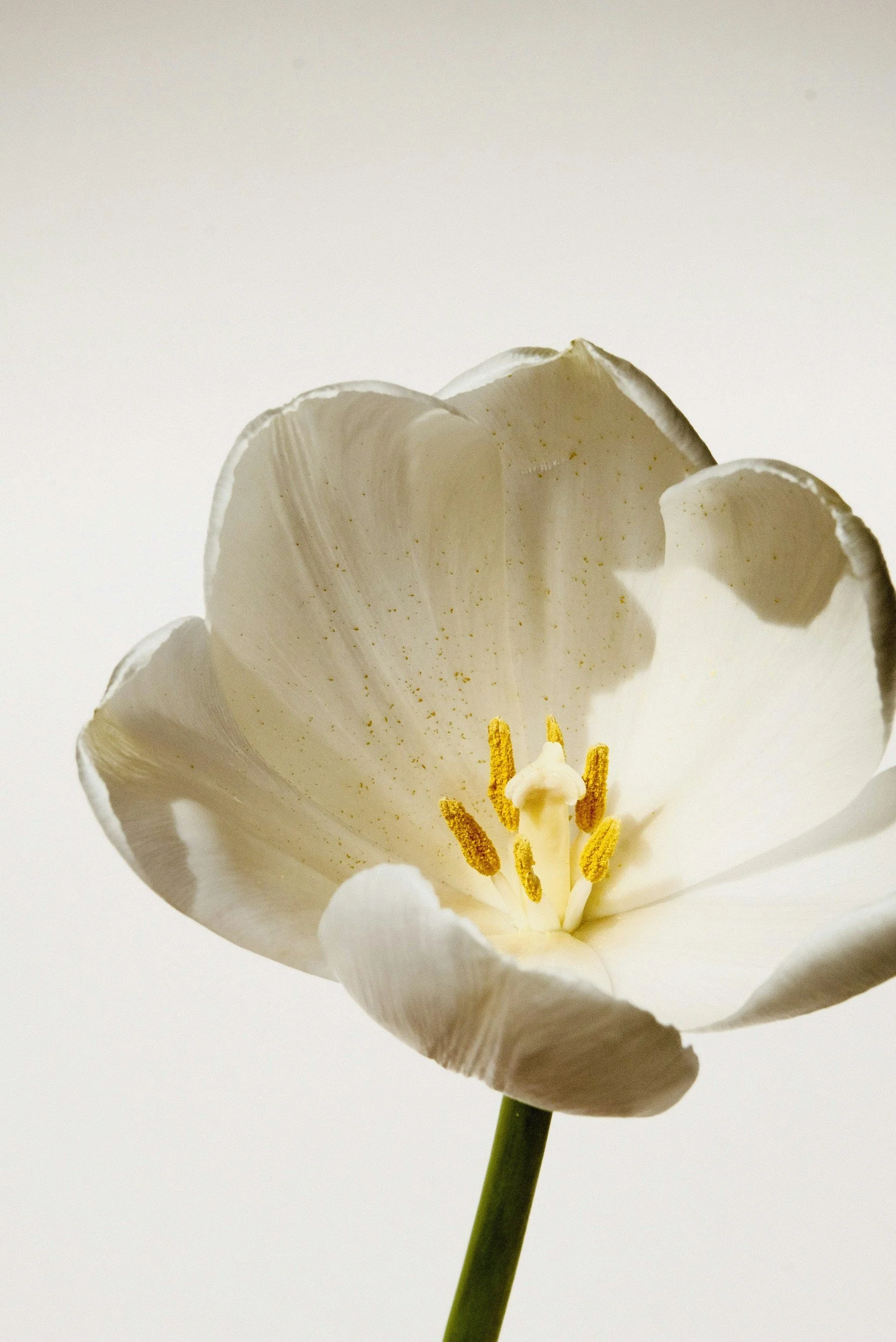 Close-up of a white flower with yellow stamens and a green stem, set against a plain light background.