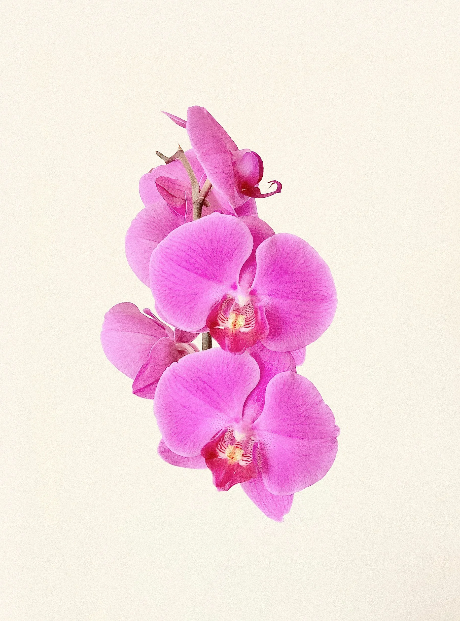 Pink orchid flower stem with multiple blossoms on a plain light background.