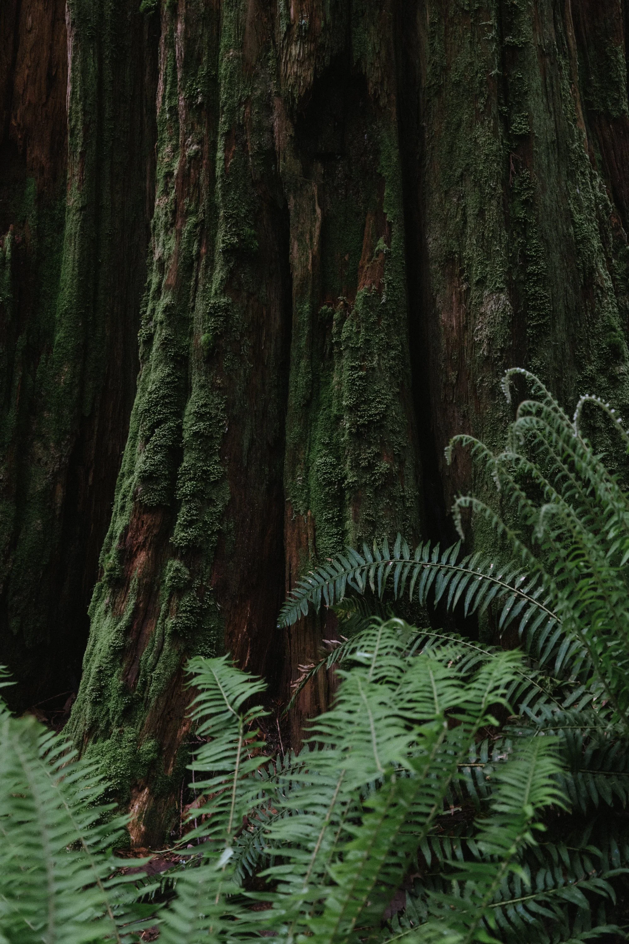 Close-up of a large, moss-covered tree trunk with green ferns in the foreground.