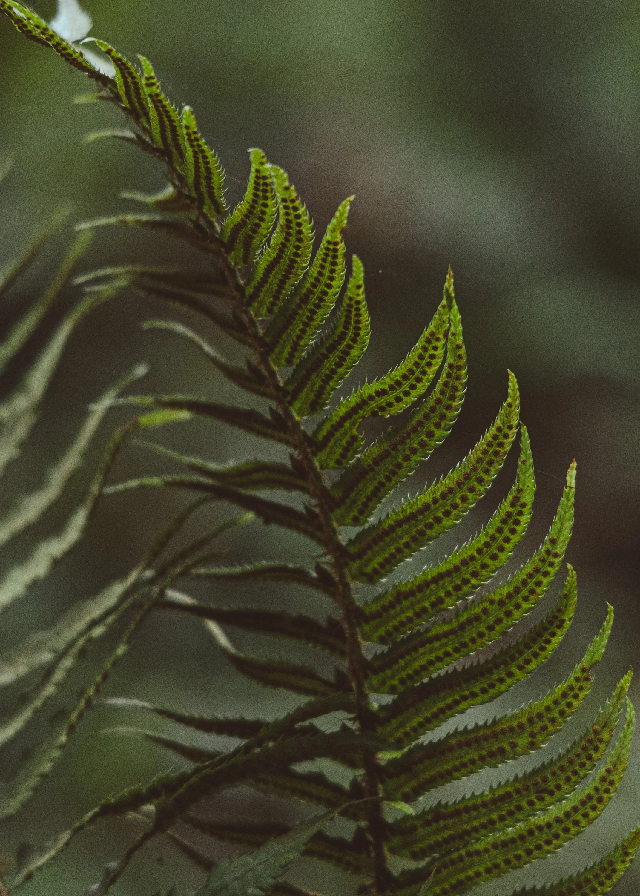 Vancouver Counselling Services and Fees Page showcasing a fern