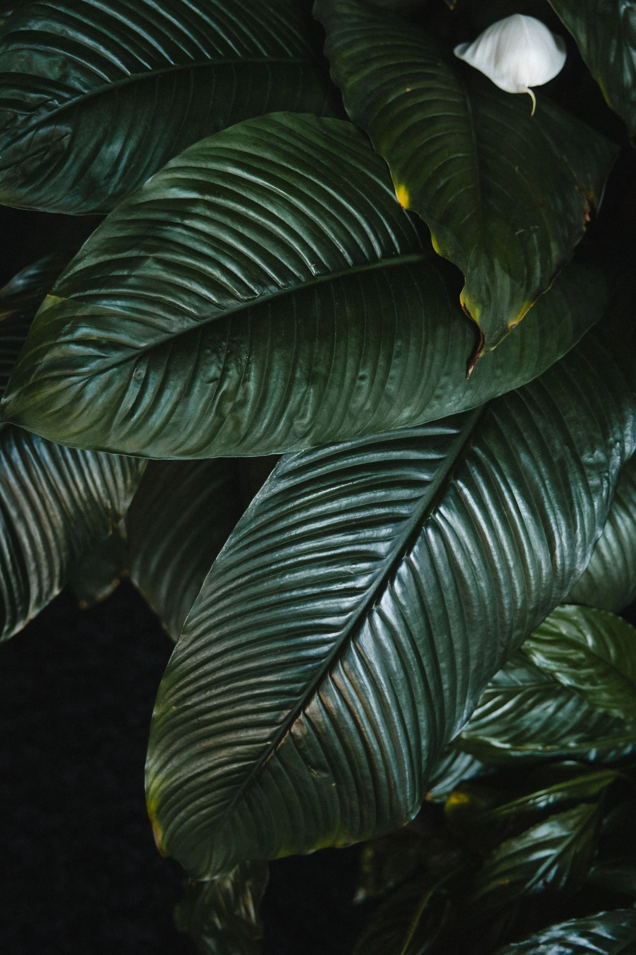 Close-up of large, dark green, glossy leaves with prominent veins from a tropical plant.