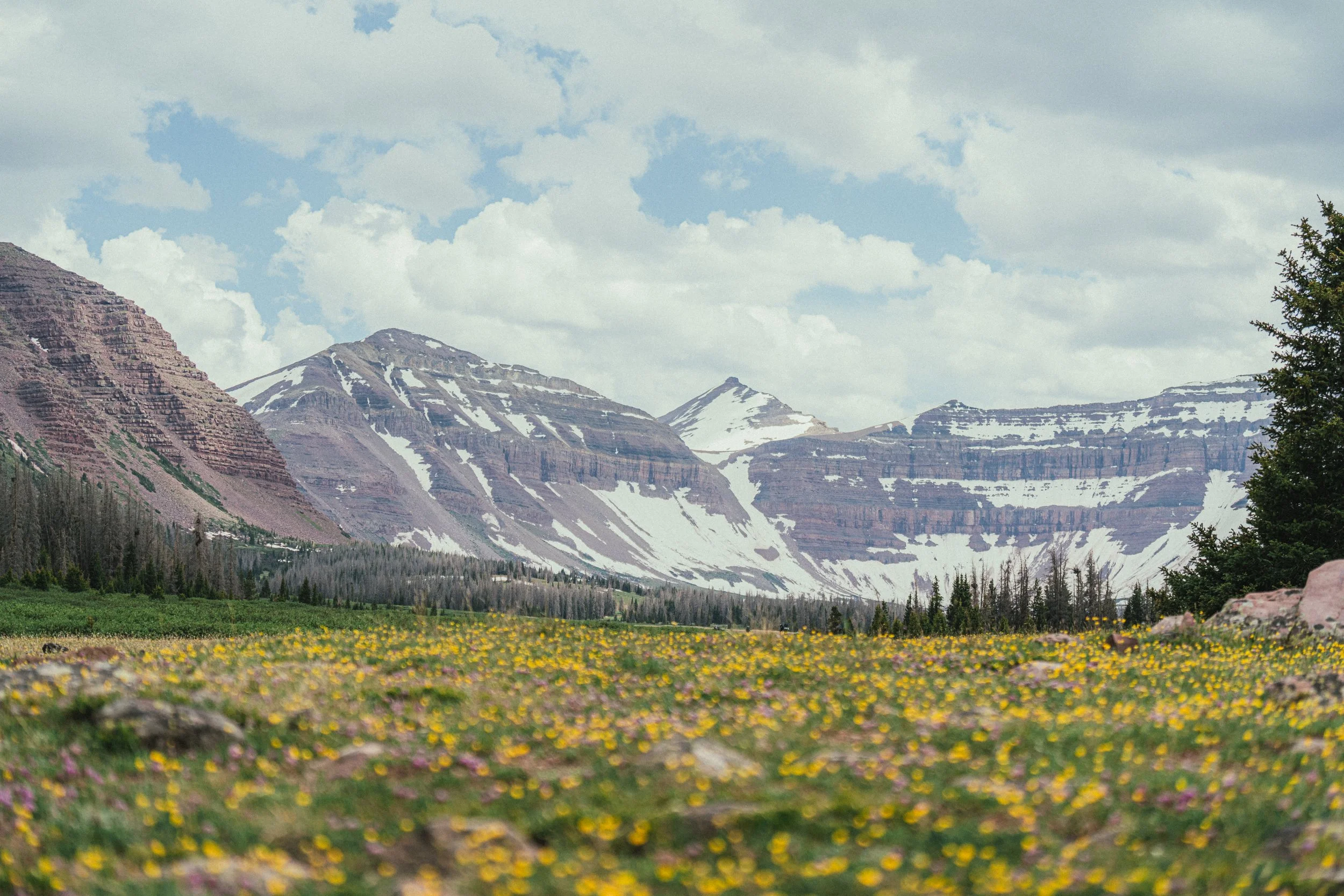 Snow-capped mountains in the distance with a field of yellow wildflowers in the foreground and a partly cloudy sky.