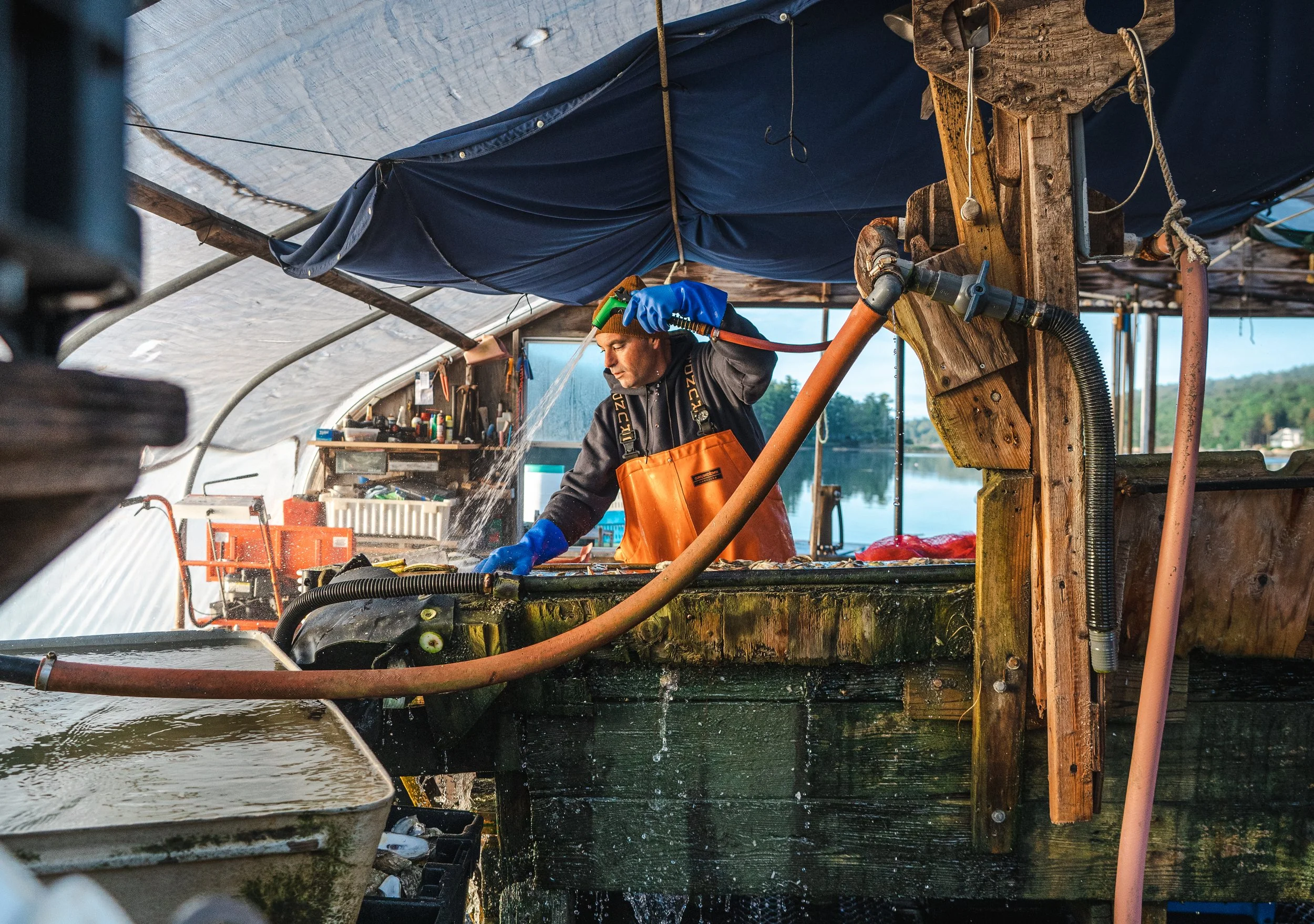 A man working inside a fish shed, wearing an orange apron and blue gloves, using equipment to process fish near a body of water outdoors.