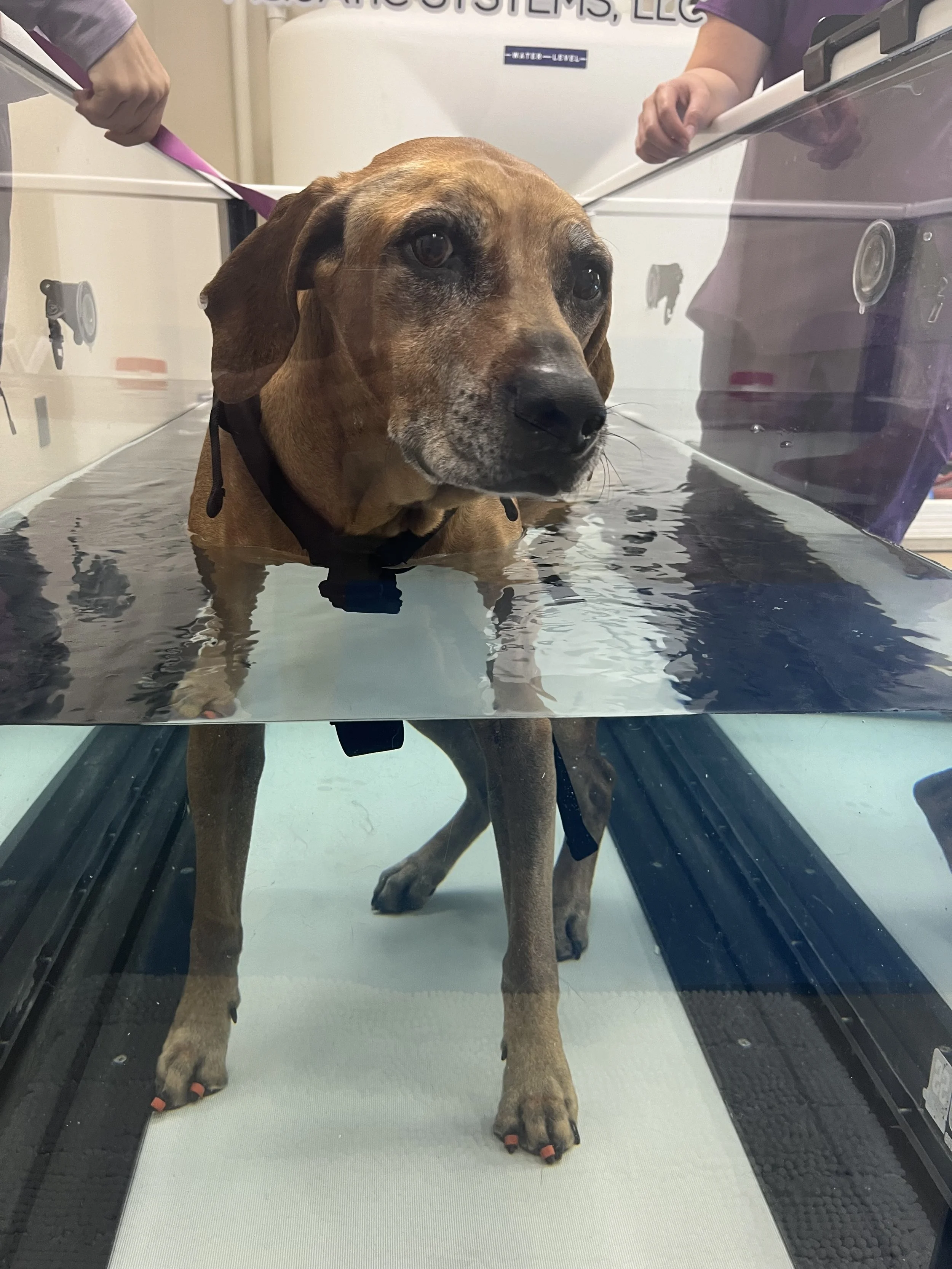 Disabled dog with care team assisting with physical therapy in water treadmill to help disabled dog with neurological disorder walk better.