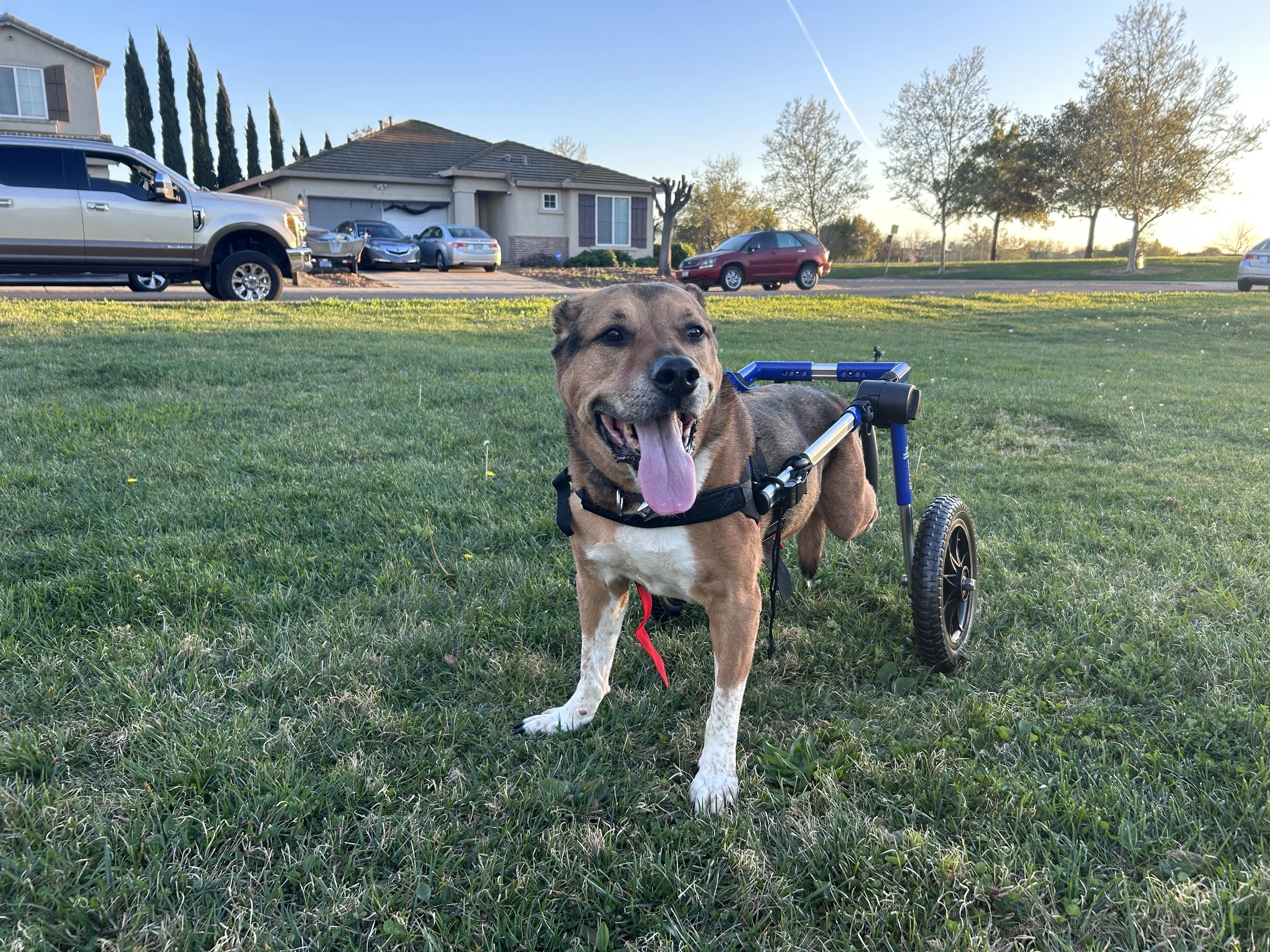 Disabled dog in wheelchair improving mobility. Disabled dog that was not mobile is enjoying moving around with durable medical equipment support.
