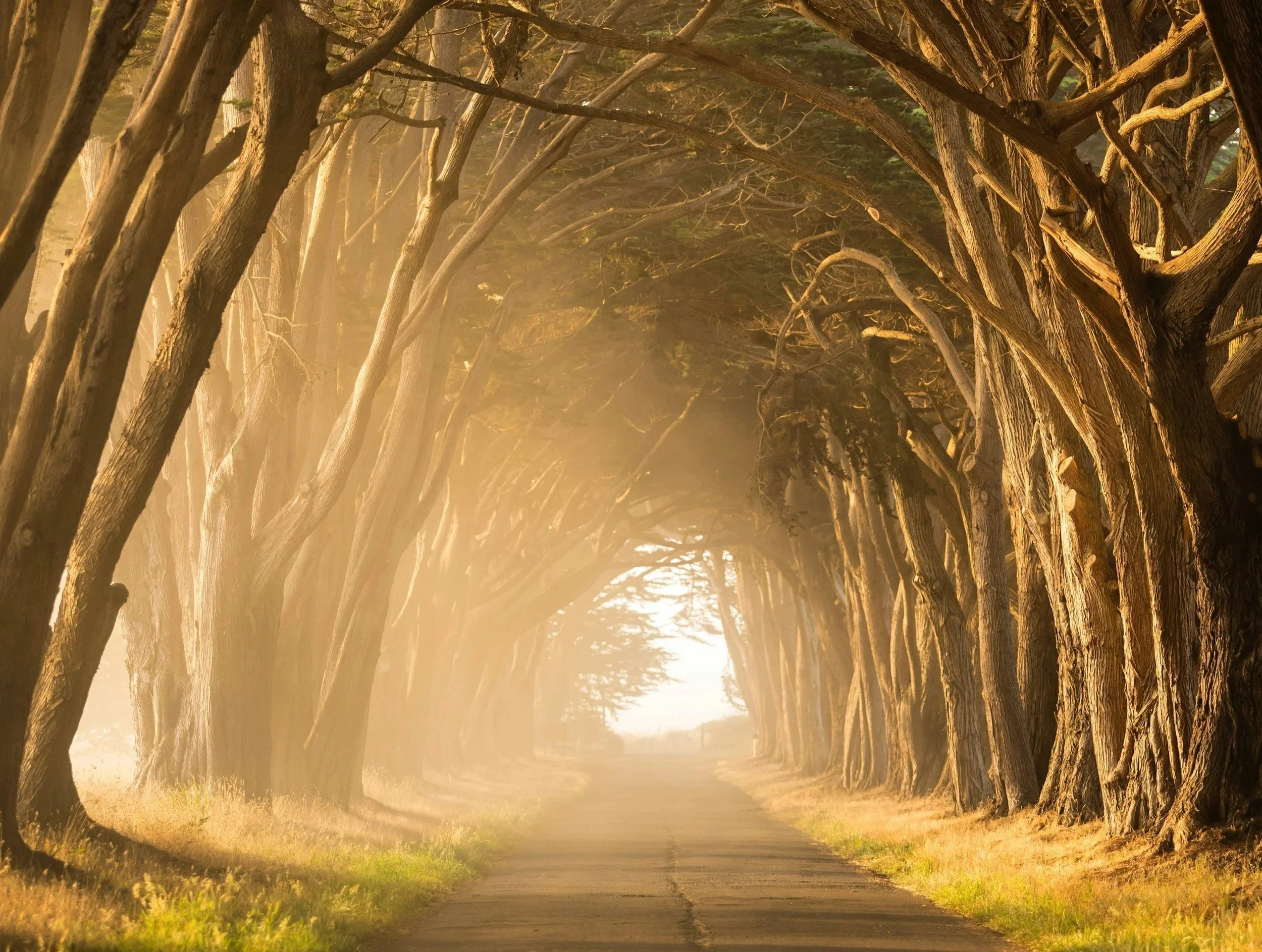 Tree-lined forest path symbolizing support and healing in trauma-informed counselling in Parksville BC