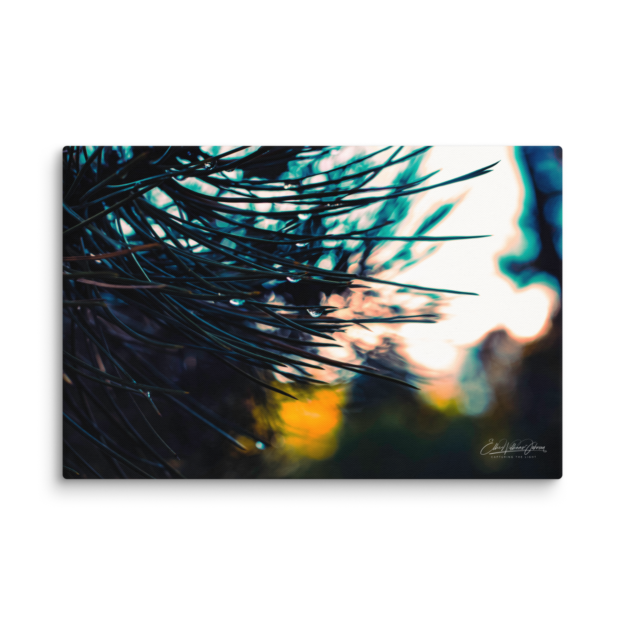 Close-up of pine tree needles with dew drops, blurred sunset in the background.