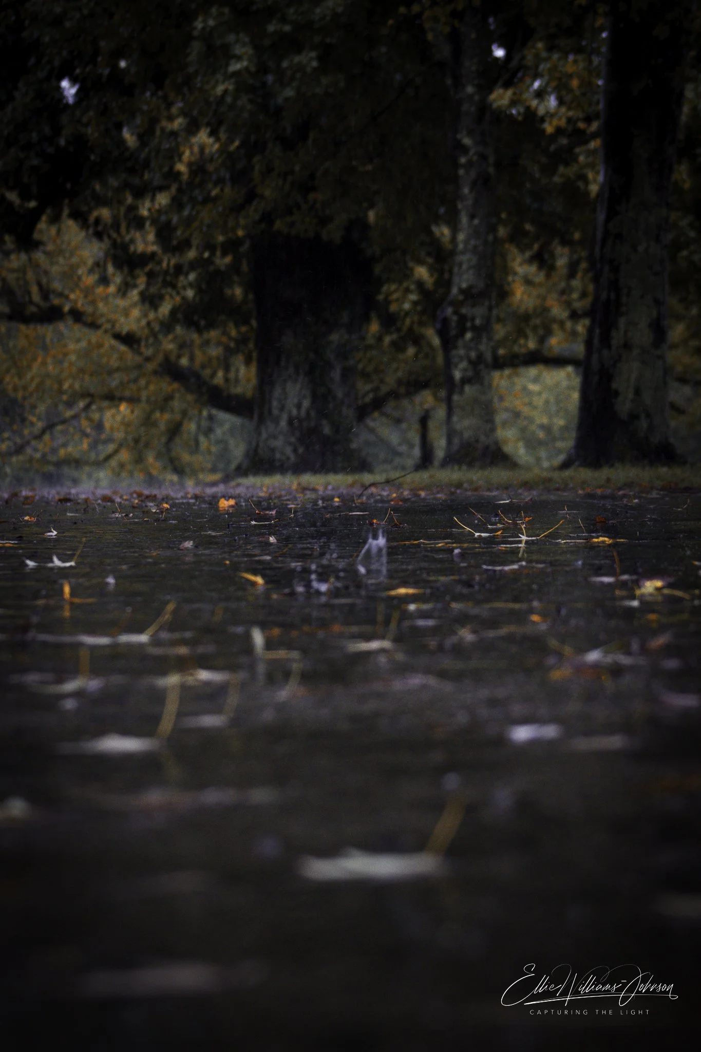 Autumn scene with a wet trail covered in fallen leaves and surrounded by tall trees in a forest.