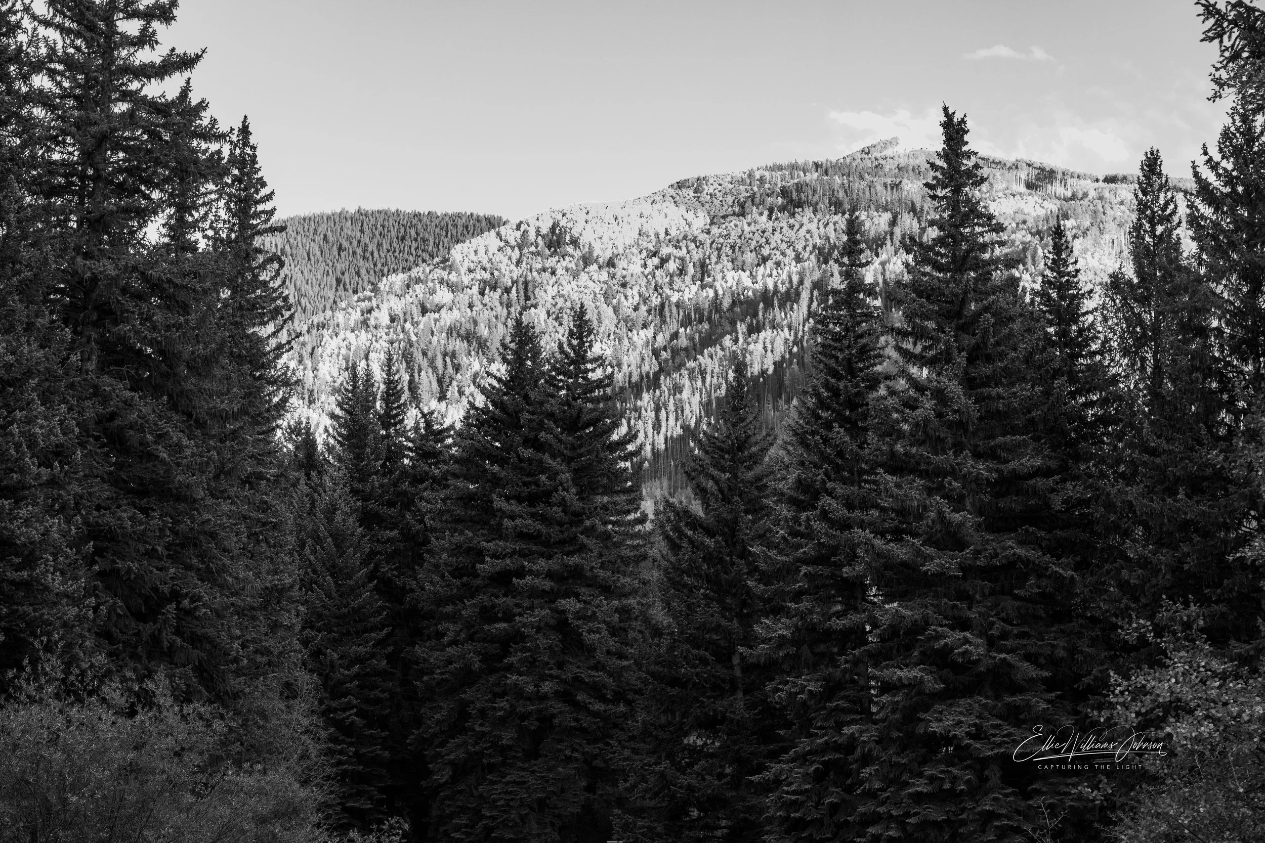 Evergreen Silhouettes