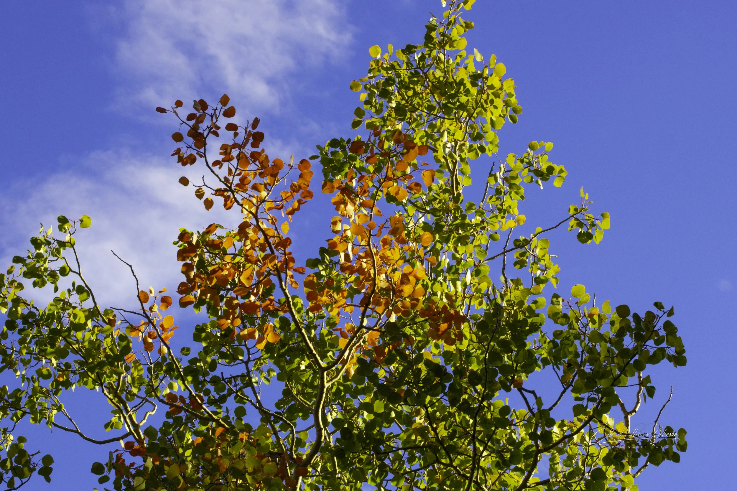 Turning of the Season