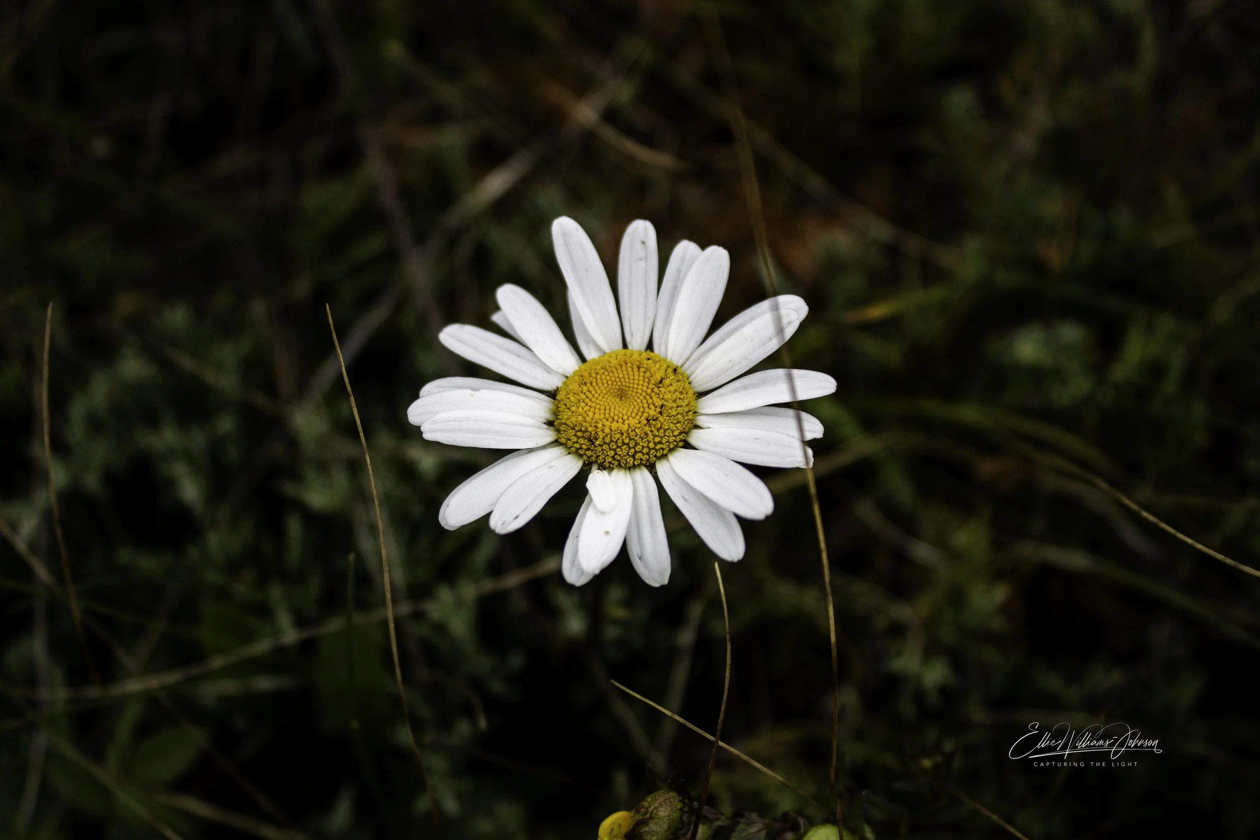 The Lone  Daisy