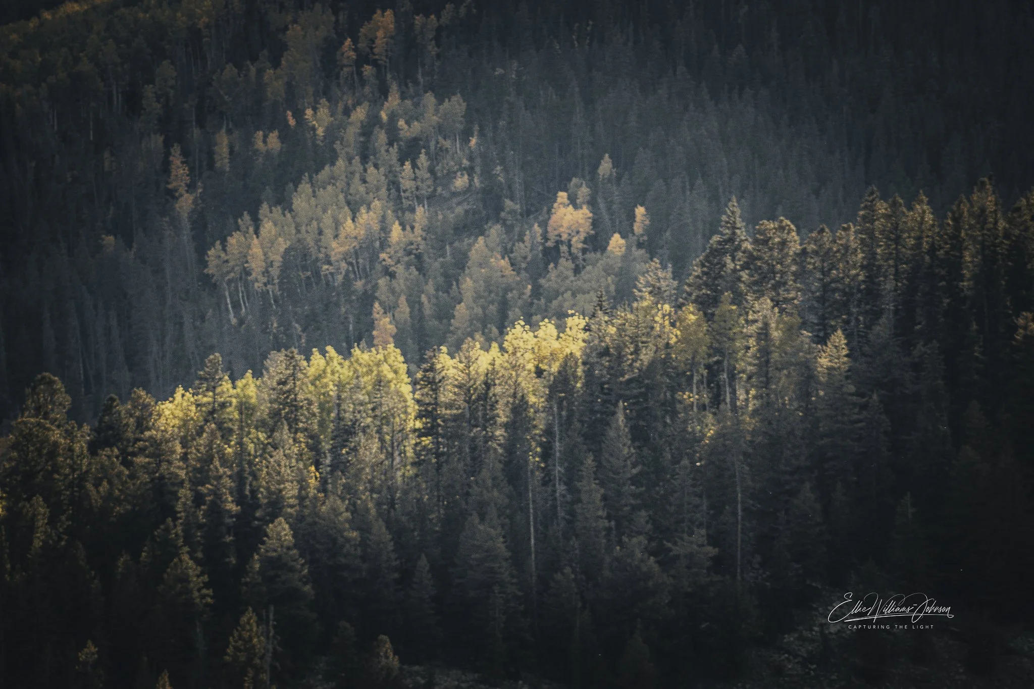 Golden Edge of Autumn