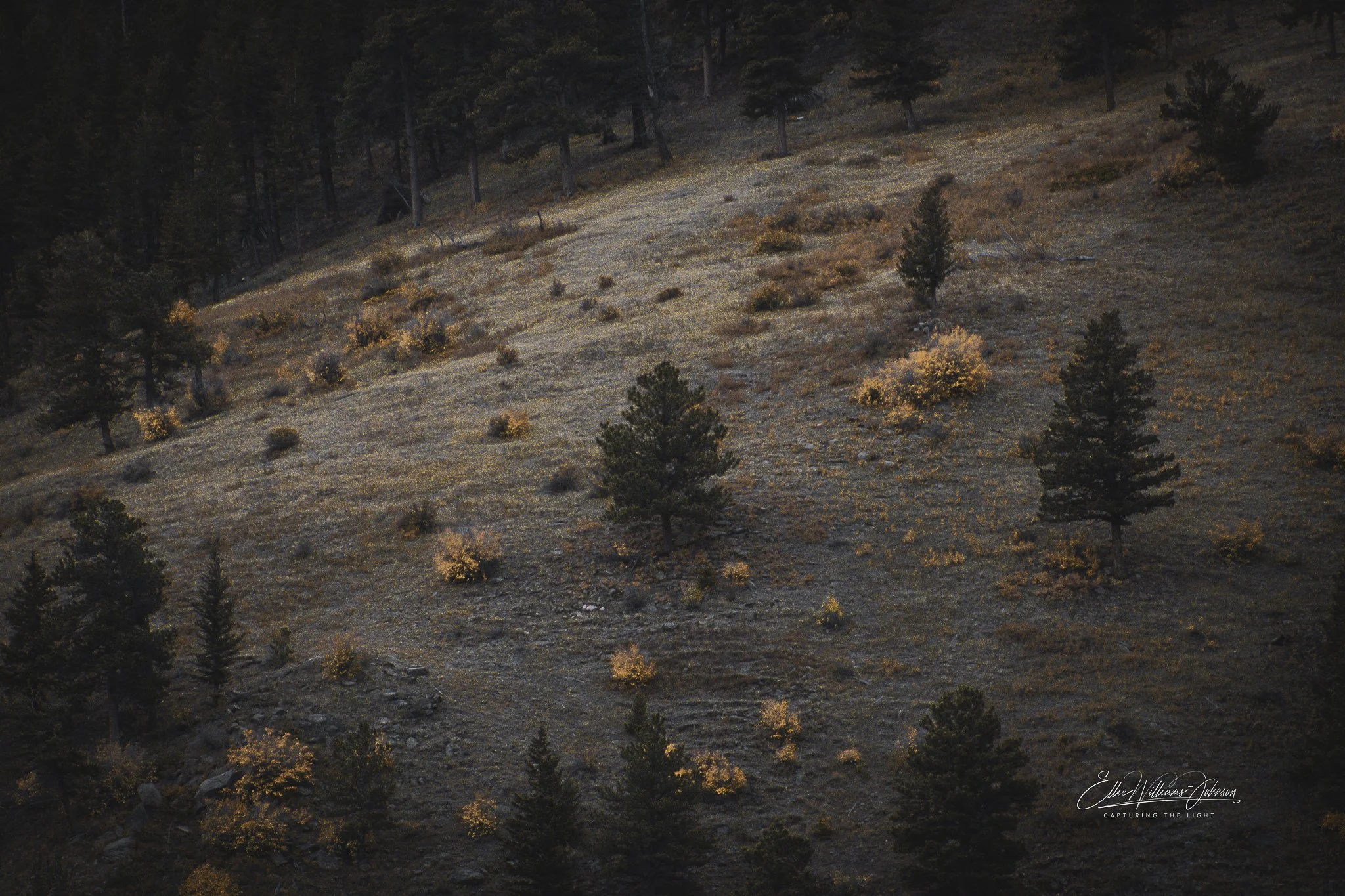 Echoes of the Season