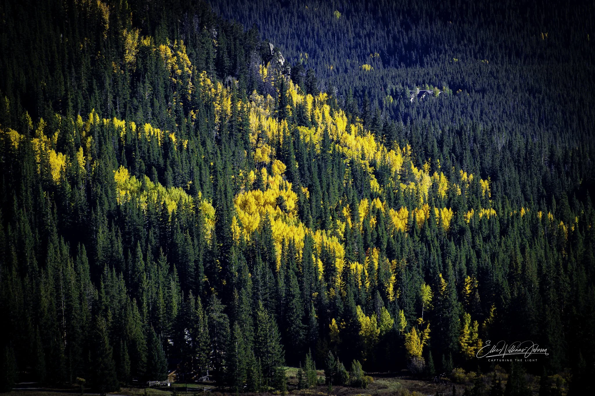 Golden Veins of the Forest