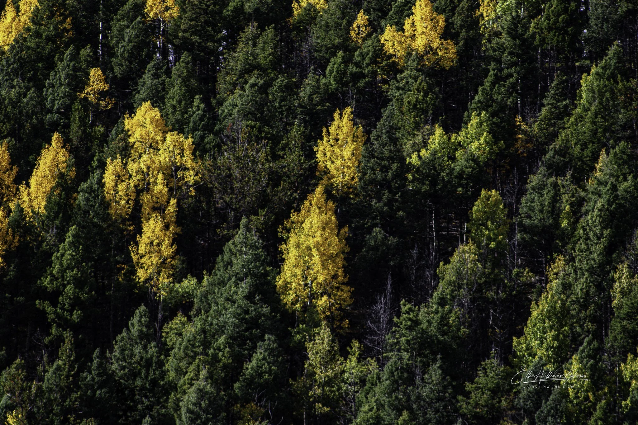Patchwork of Fire and Pine
