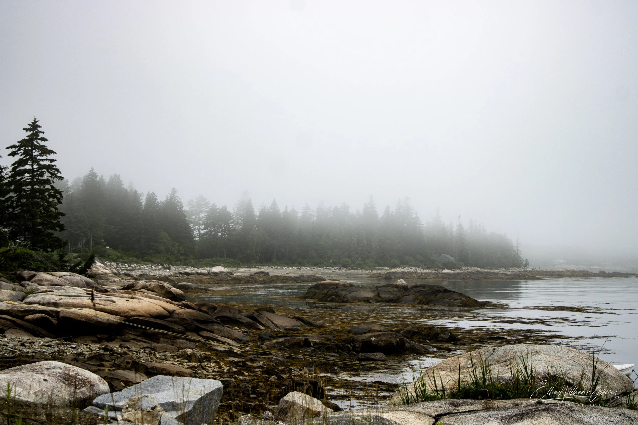 Misty coastal scene with rocks and evergreen trees along the shoreline, fog obscuring the background.