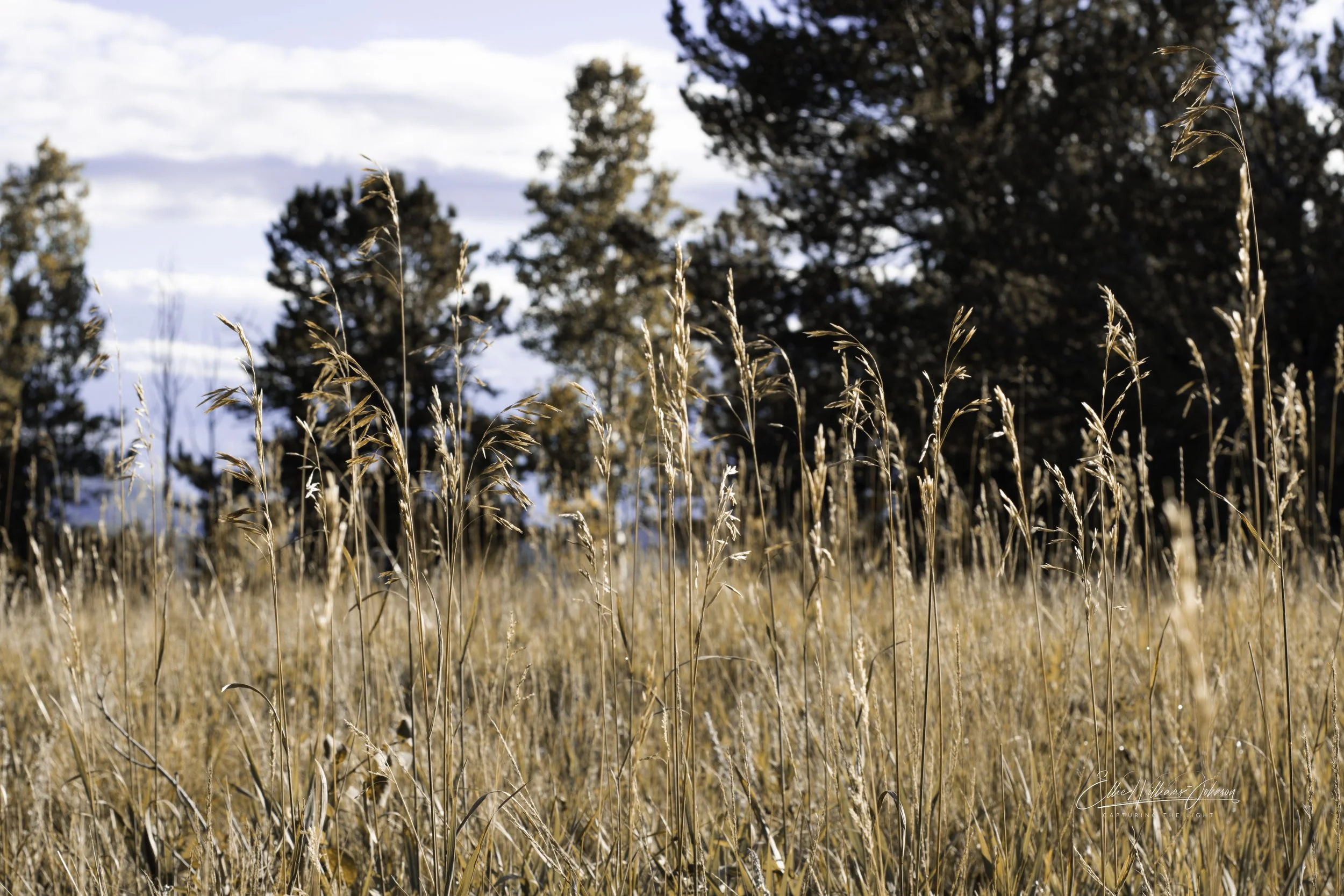 Whispers in the Grass