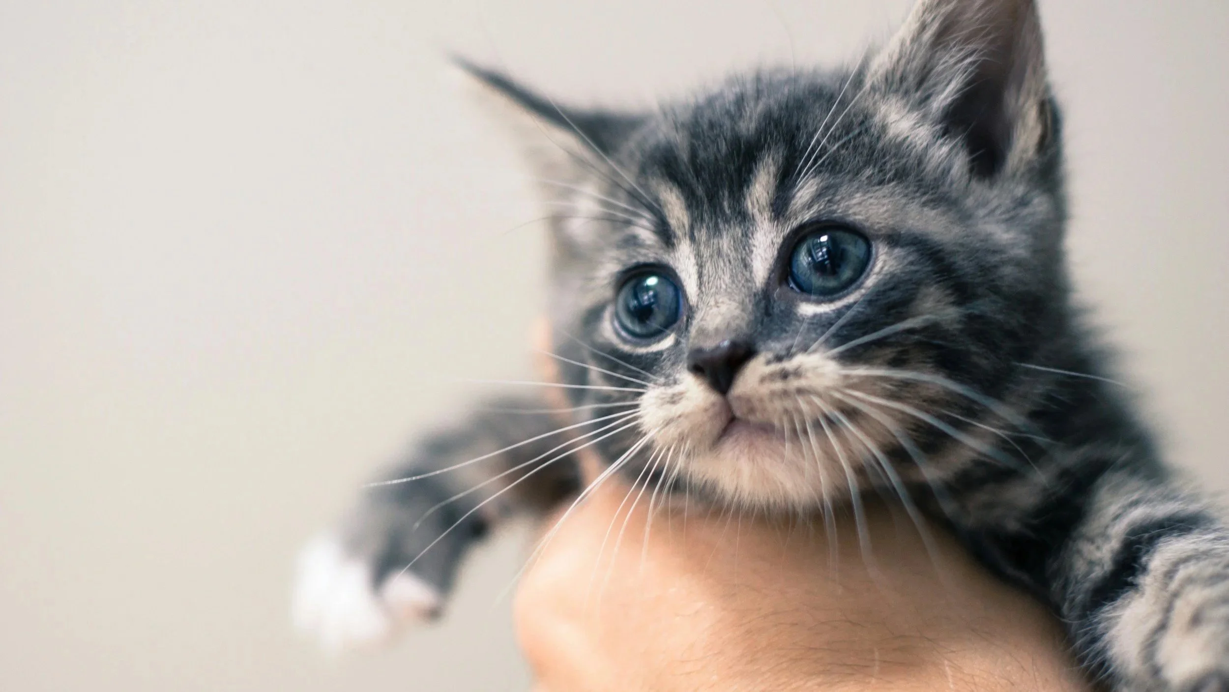 Pittsboro's First Cat Cafe is coming to the Historic District in 2026.