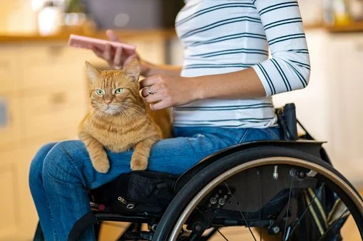 A person in a wheelchair holding a cat in the kitchen, occupational therapy services Perth for disability and medio legal personal injury