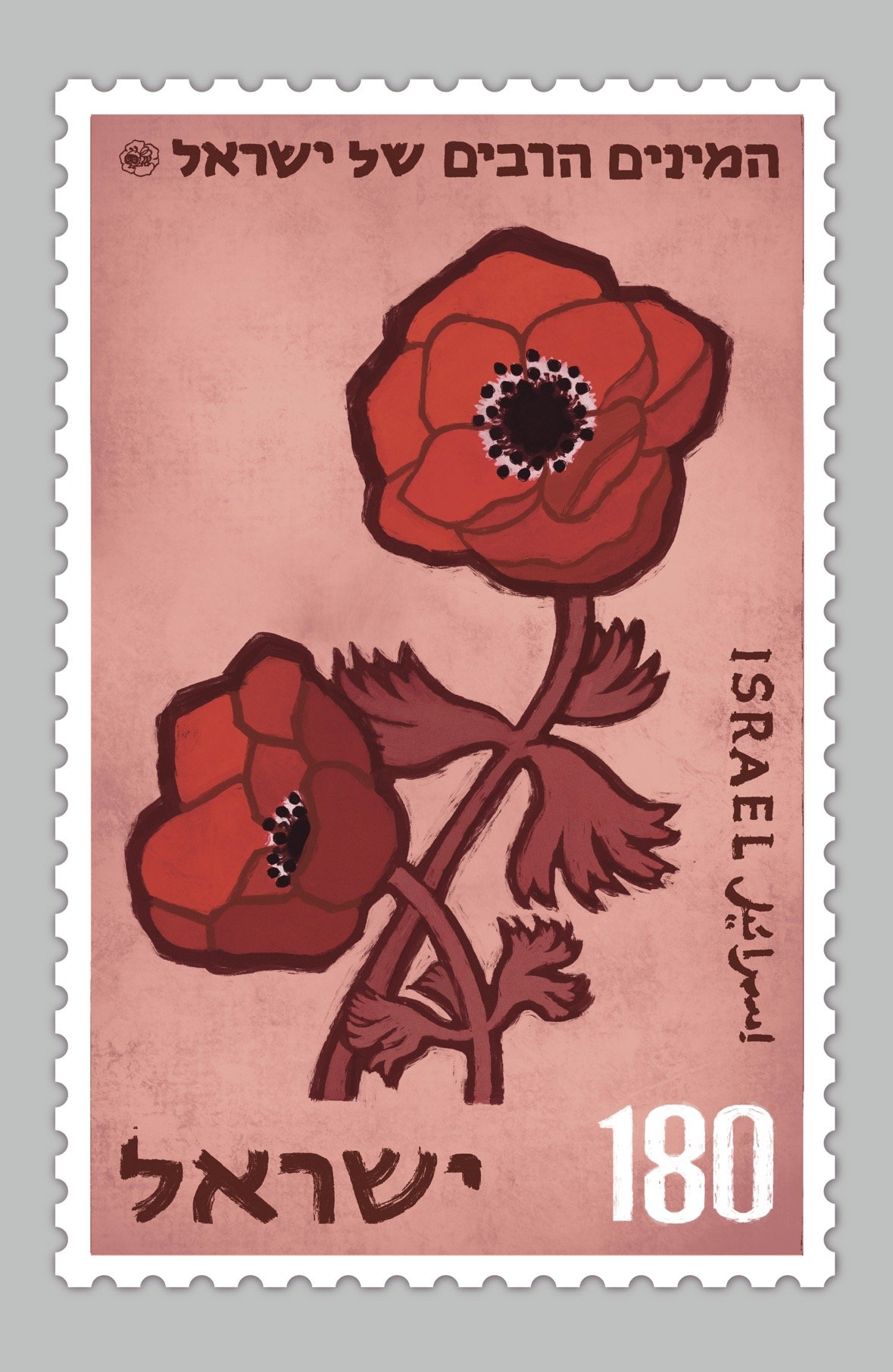 כלנית (Calanit) — Anemone coronaria