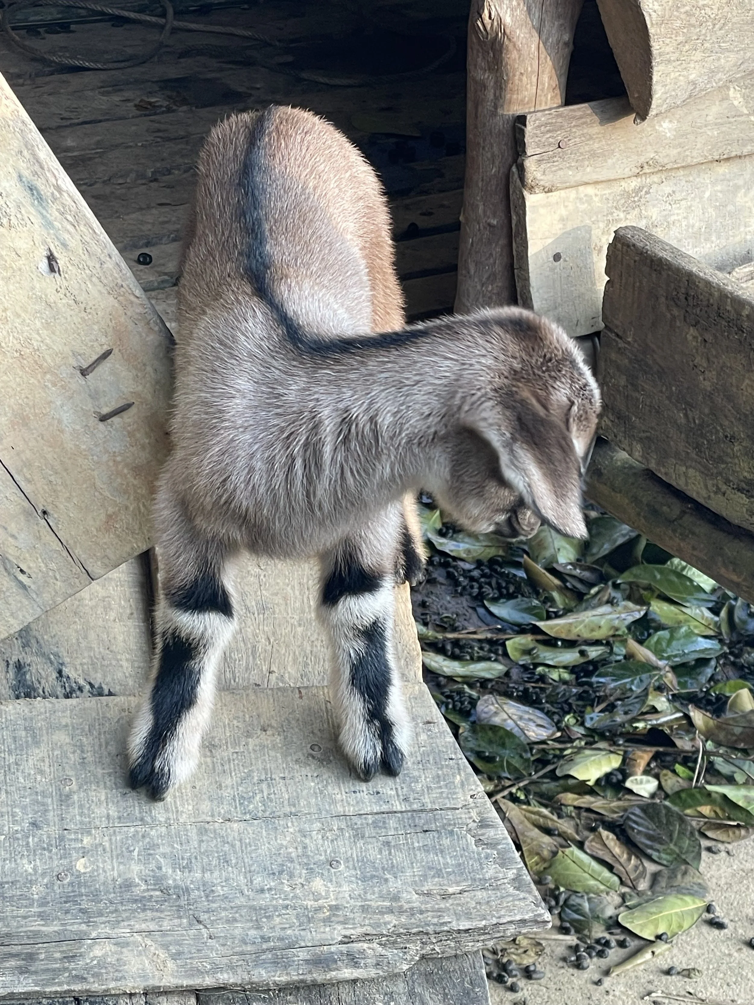 From Goats to Growth: A Mother–Daughter Success Story in A Lưới