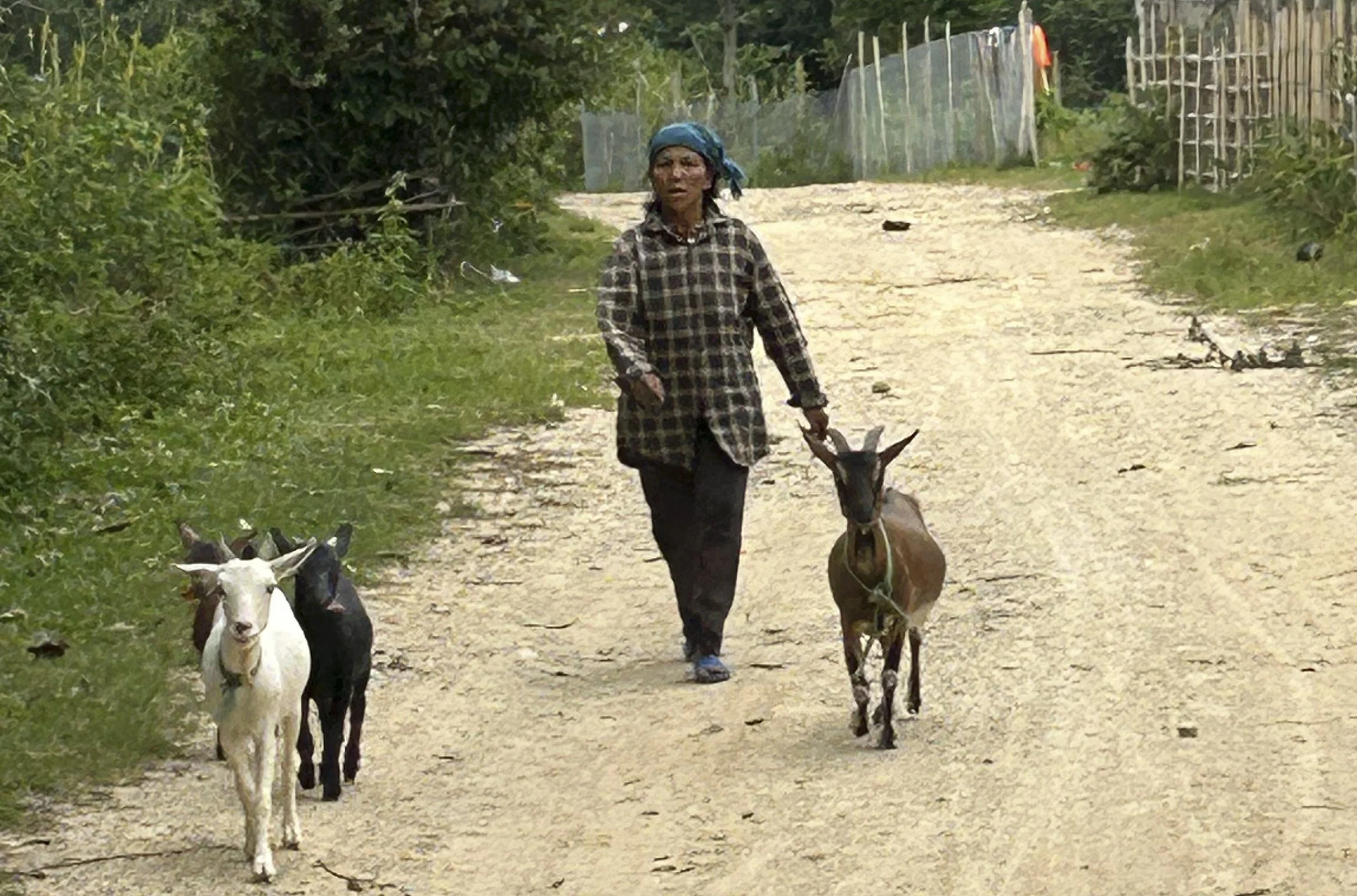 Family receiving goat