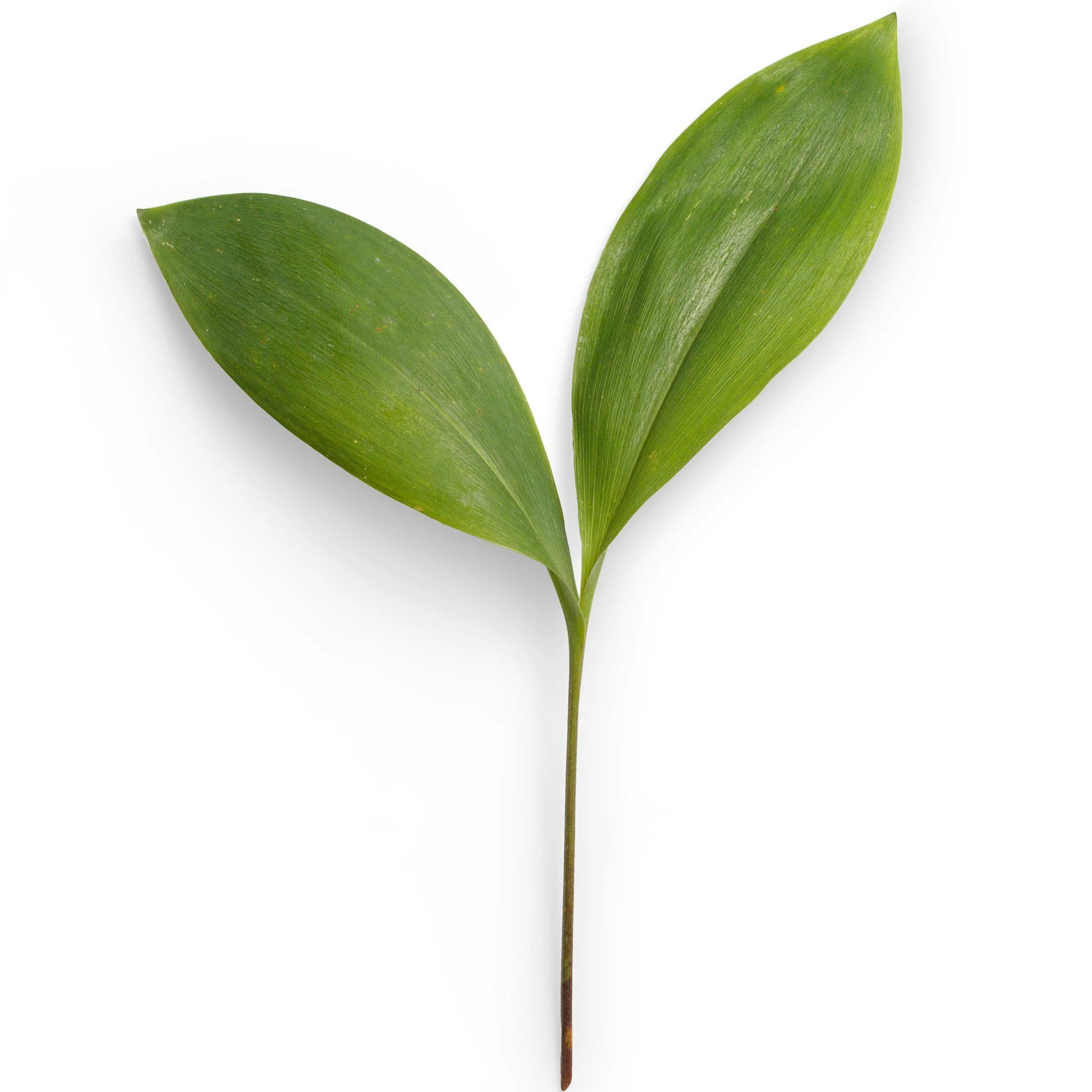 Growth