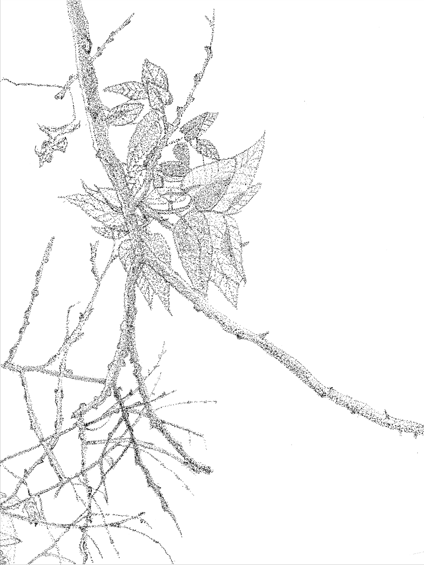 A pointillism drawing of branches and leaves