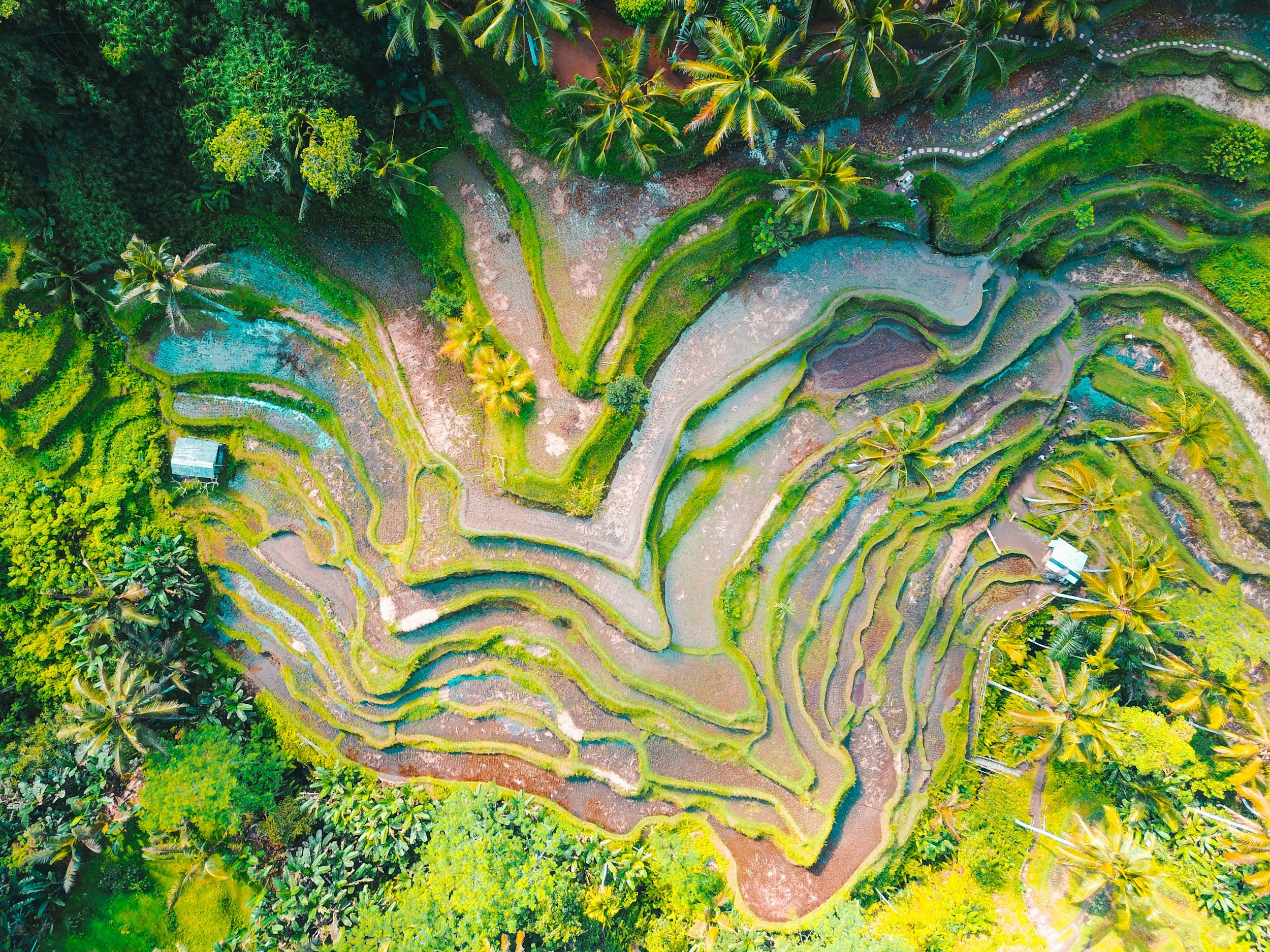 Aerial view of terraced rice paddies surrounded by lush green tropical trees, with narrow pathways and small structures.