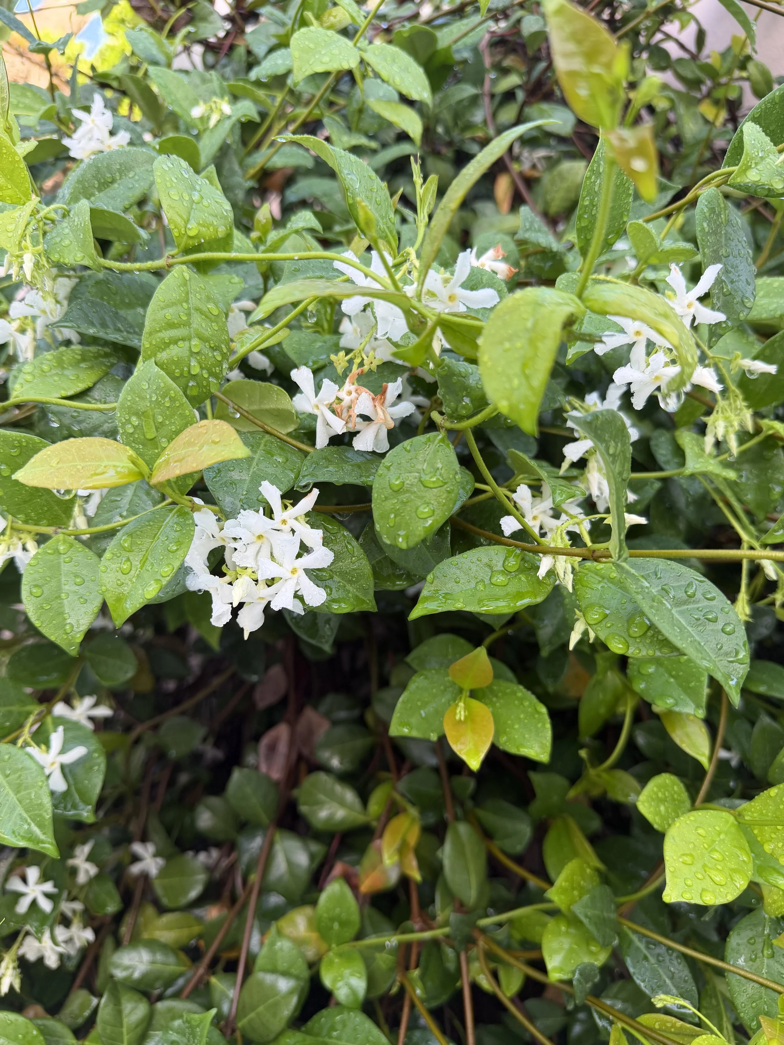 Blooming jasmine