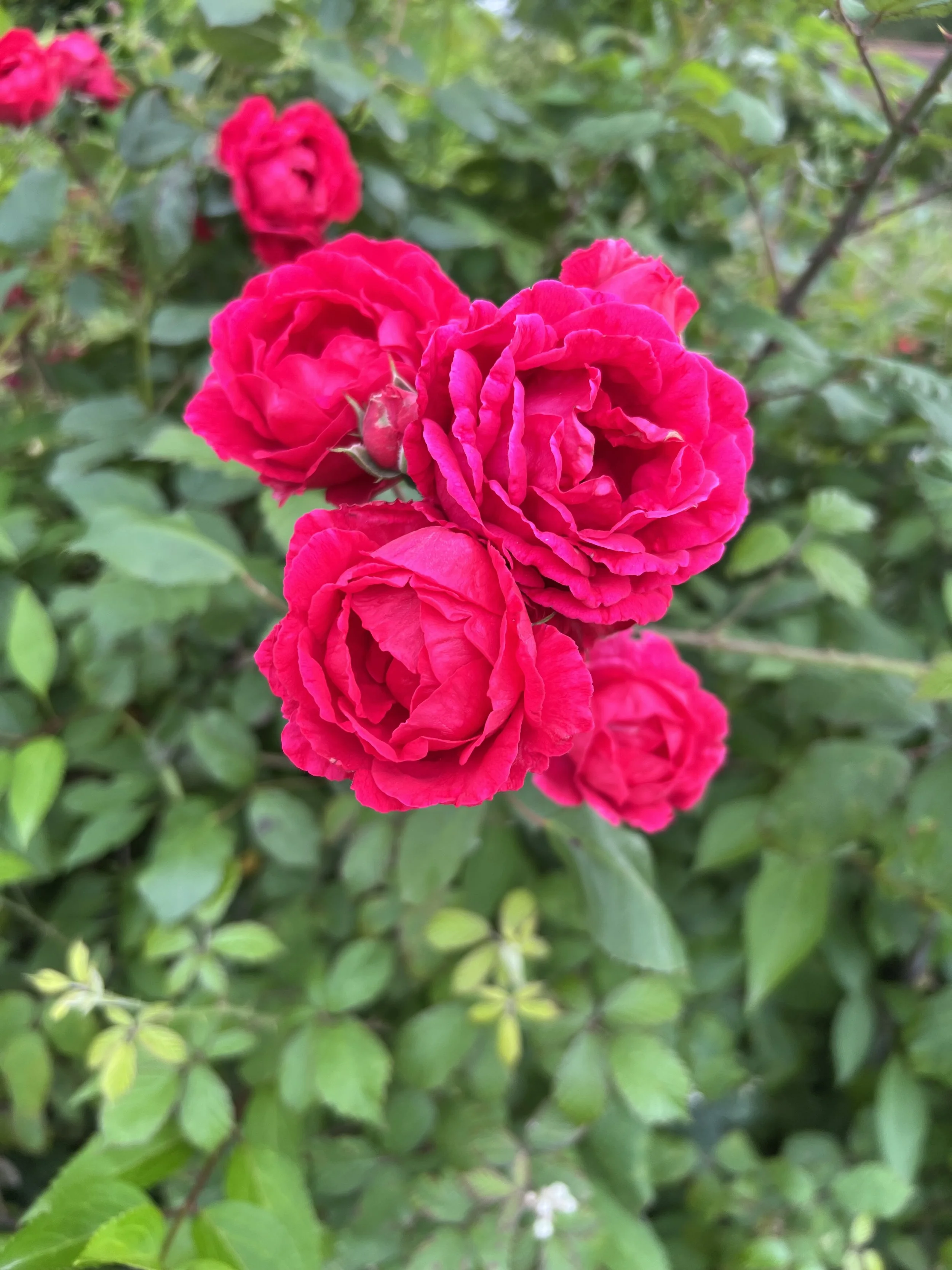 IMG_7734.jpeg